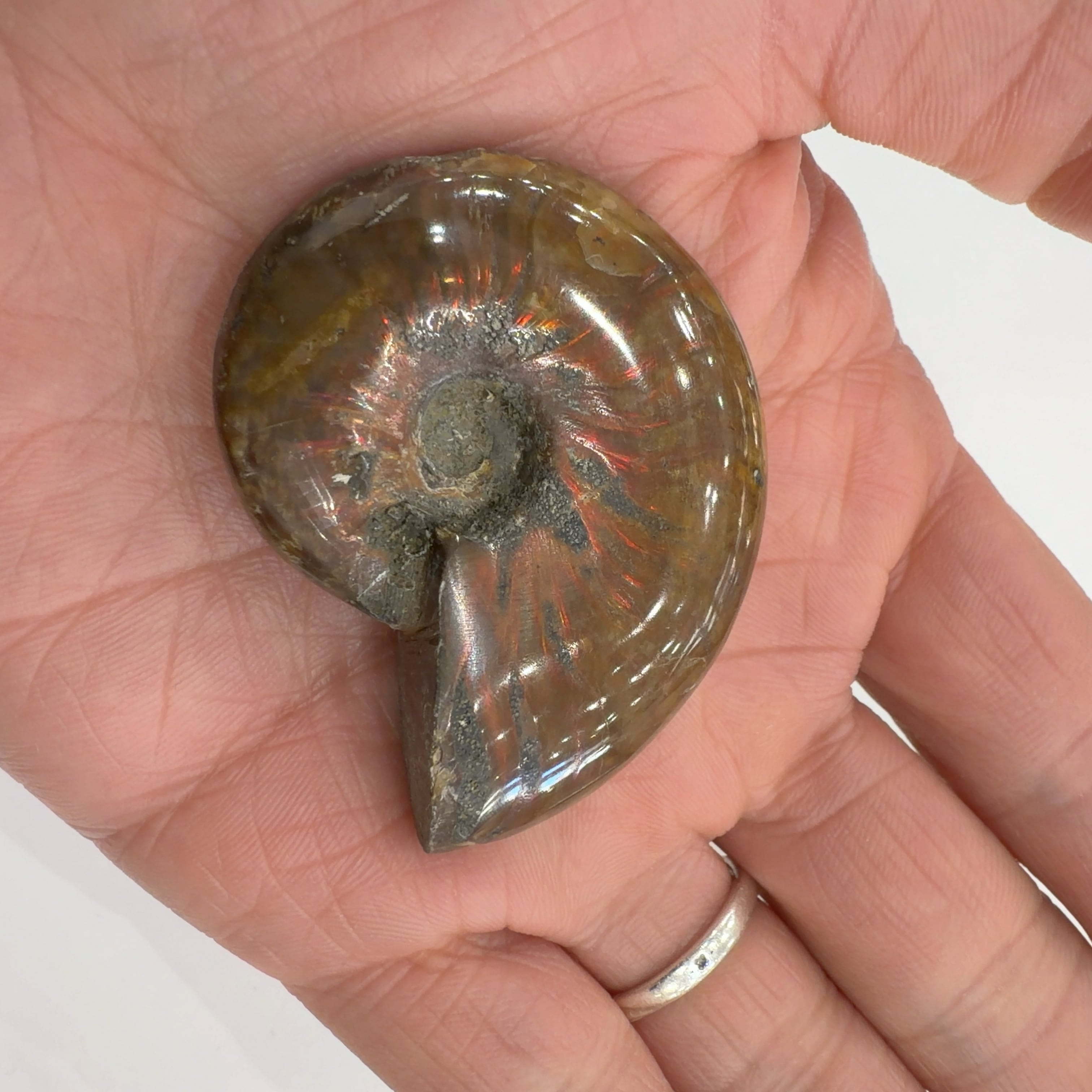 E28205】レッドファイヤーアンモナイト 化石 クリオニセラス