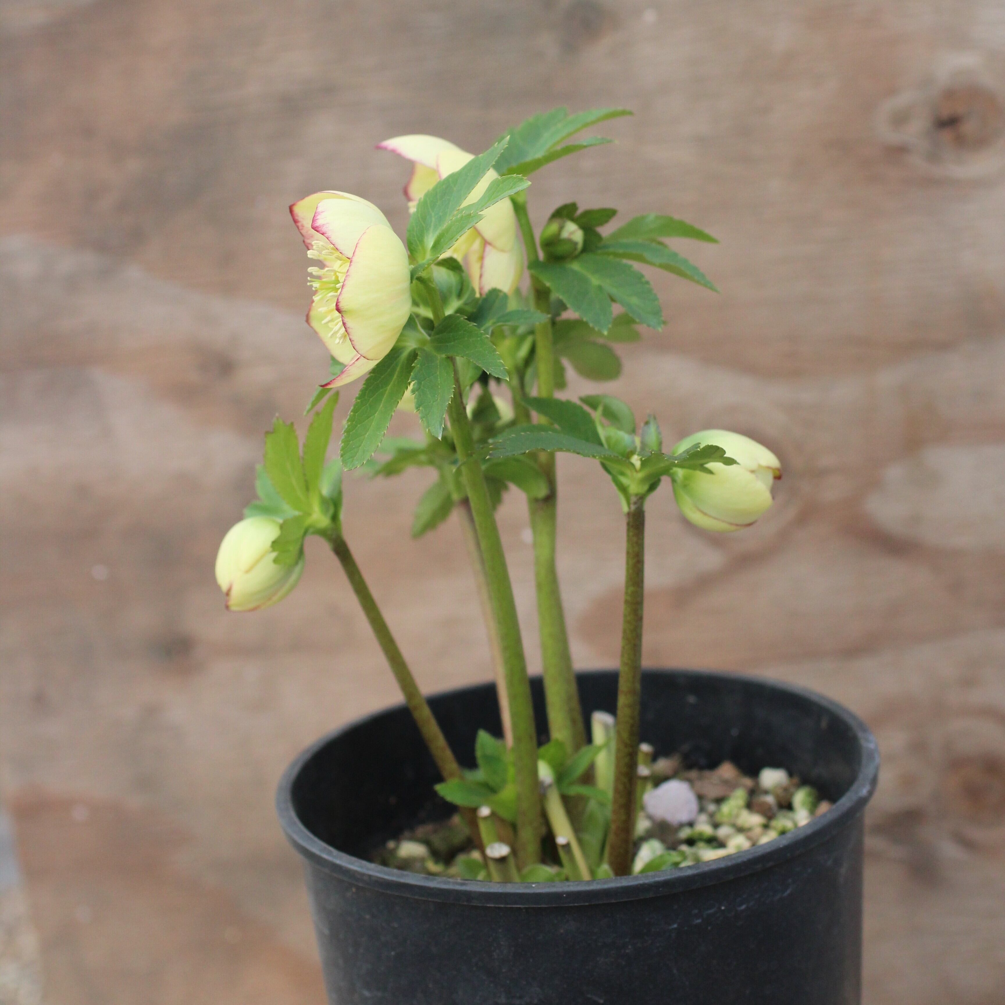 WS26-069 クリスマスローズ ウィンターシンフォニー イエローグリーン