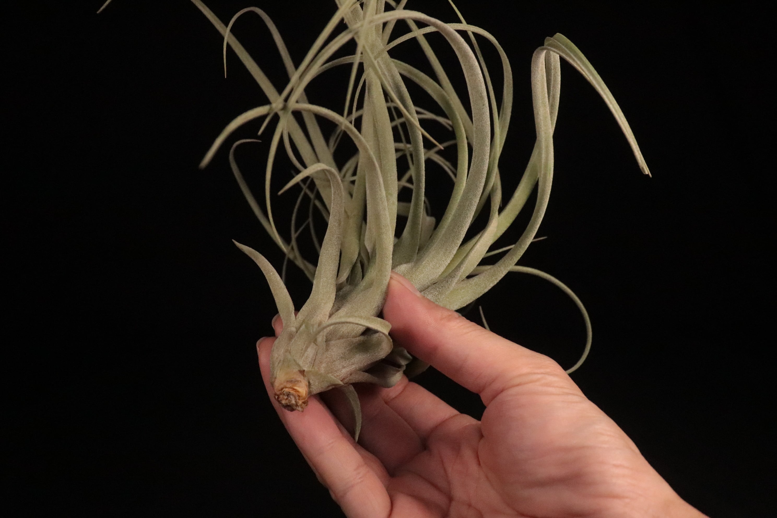 送料無料】'Hedi Gulz'〔エアプランツ〕現品発送T4035 | plane plants