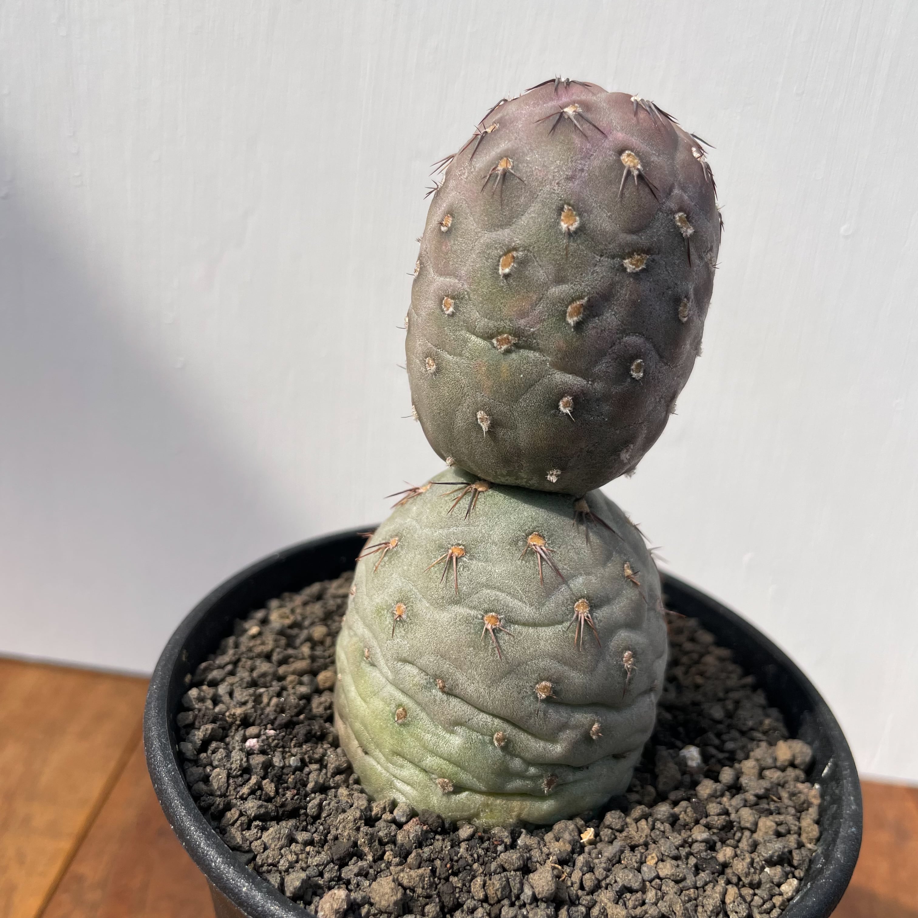 Tephrocactus geometricus【テフロカクタス・ゲオメトリクス
