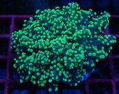 【現地買付】Yaeyamaensis 4