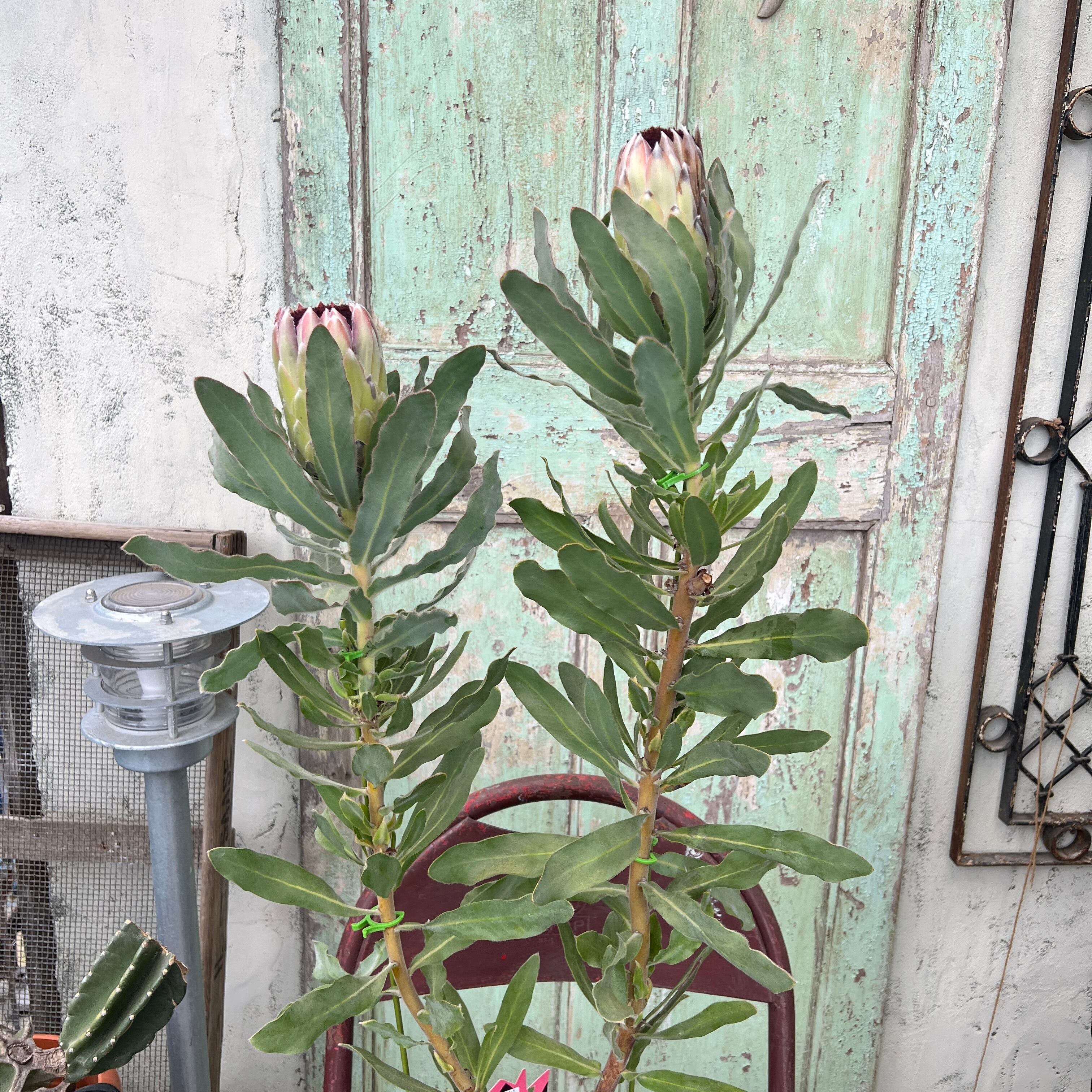 プロテア オーストラリスパッション（2F） | 沼ノ上農園