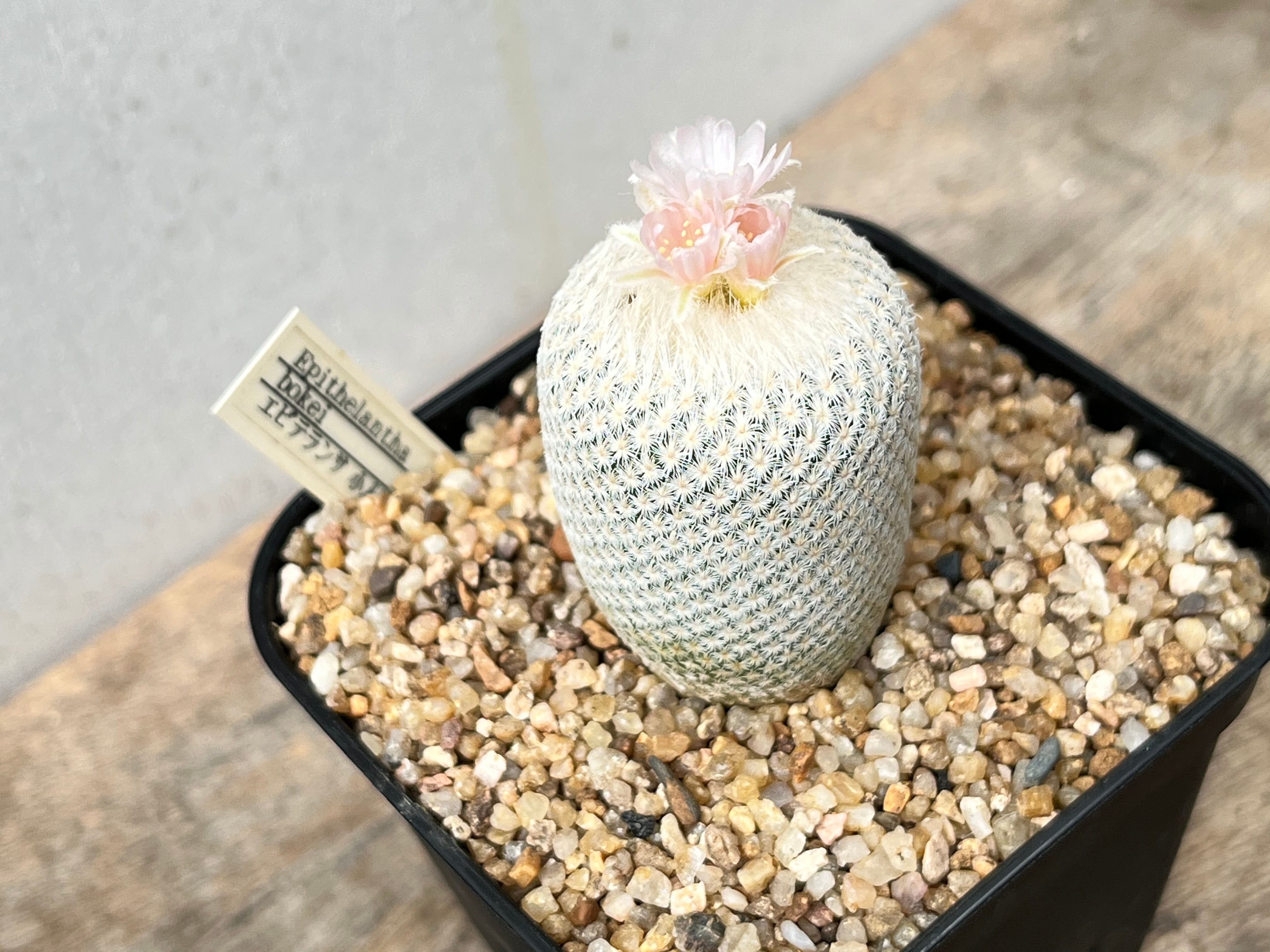 Epithelantha horizonthalonius エピテランサ 小人の帽子 カキコ