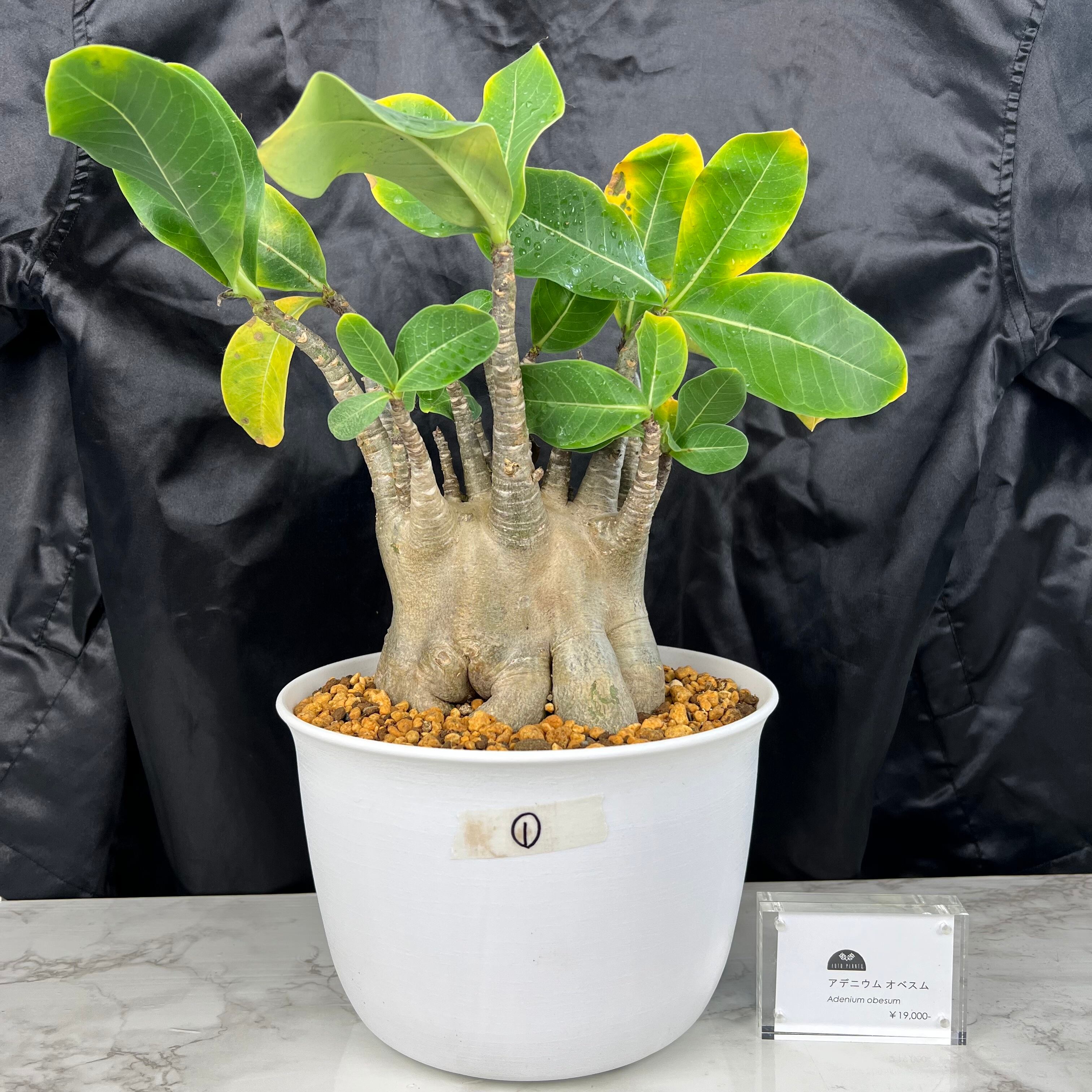 再入荷お得 アデニウム ドワーフ 巨大 2 XpGzP-m30968862969