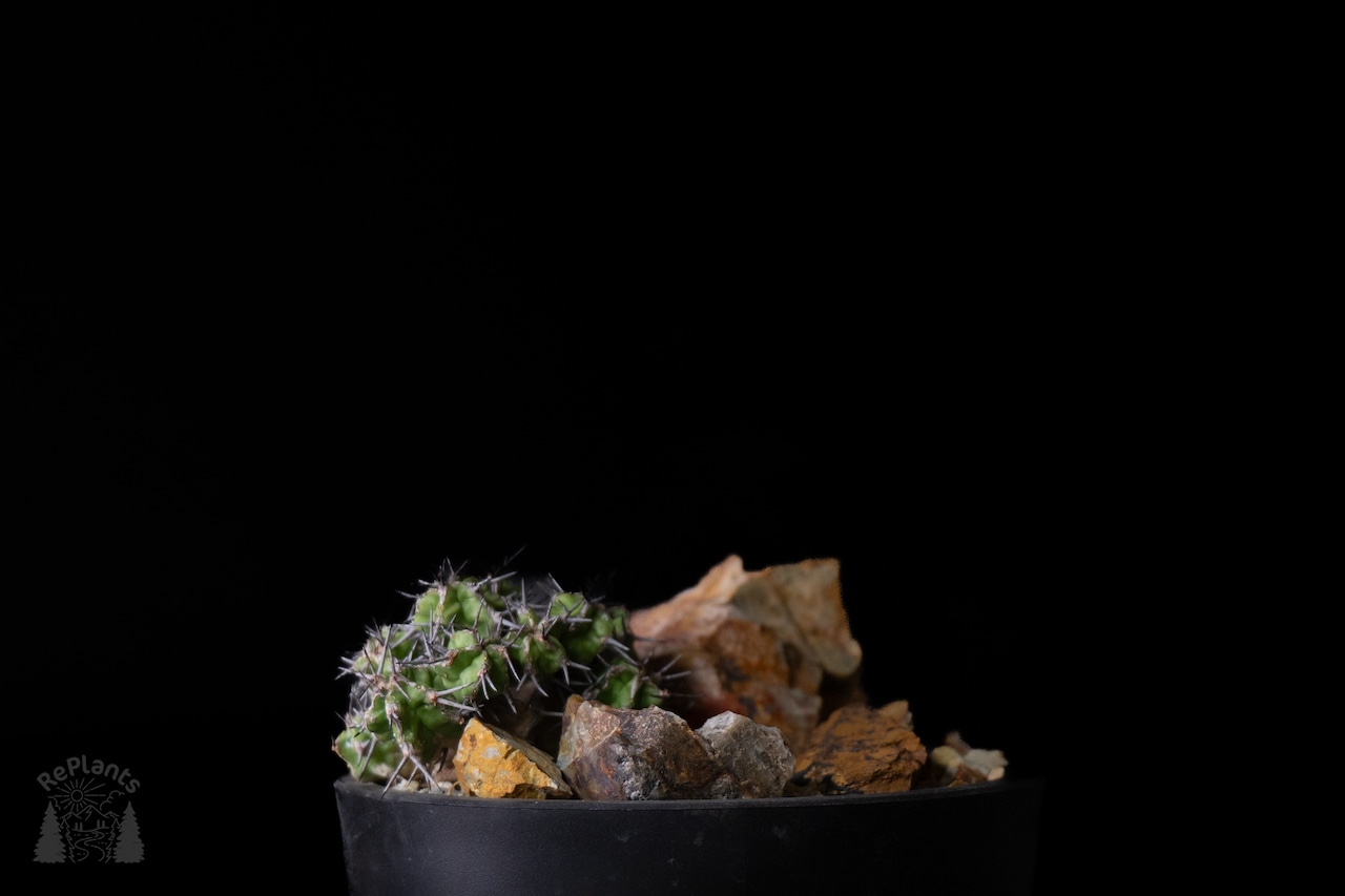 Habitat Style Euphorbia mitriformis1