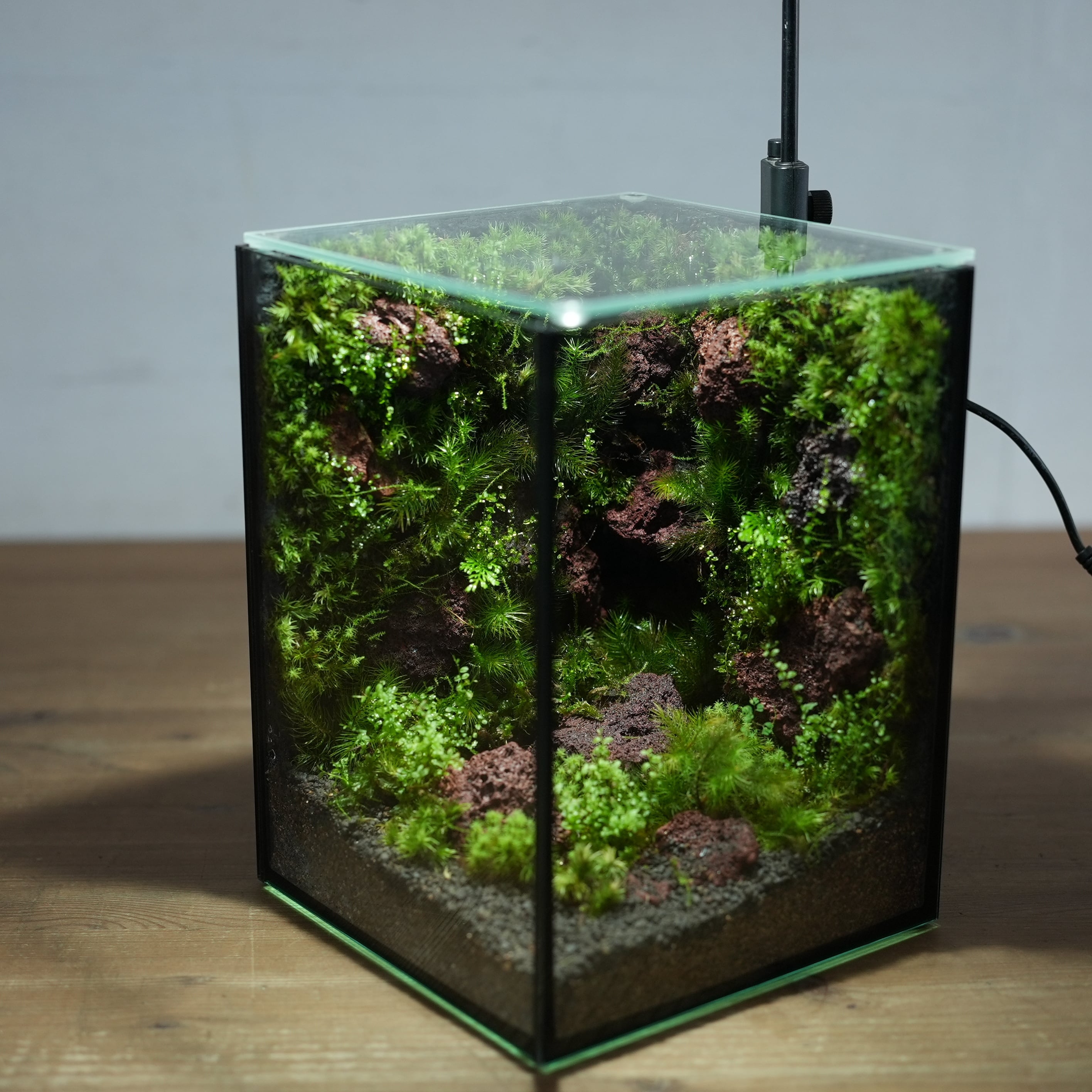 苔の部屋◇限定作品 5.22#3 | 苔テラリウム専門ショップ道草
