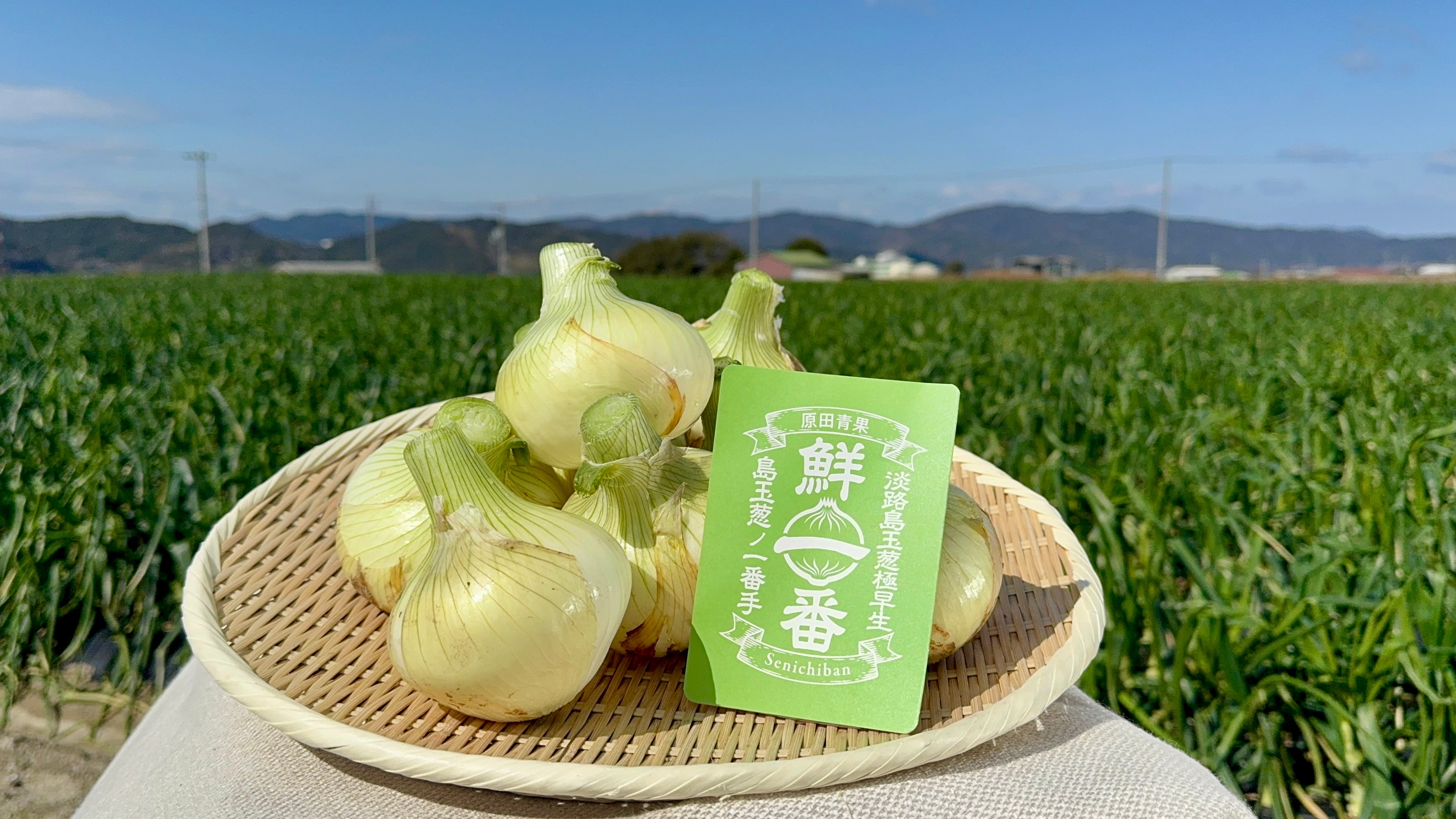 極早生淡路島新玉ねぎ 鮮一番 10kg 送料・税込み | 原田兄弟の一番玉ねぎ