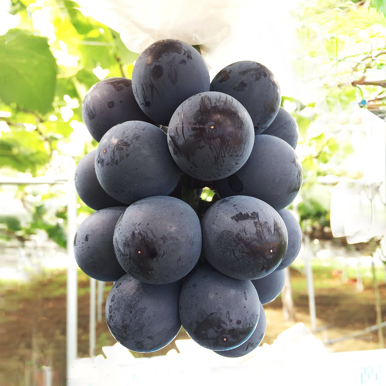 藤稔（大箱） | 志村果樹園