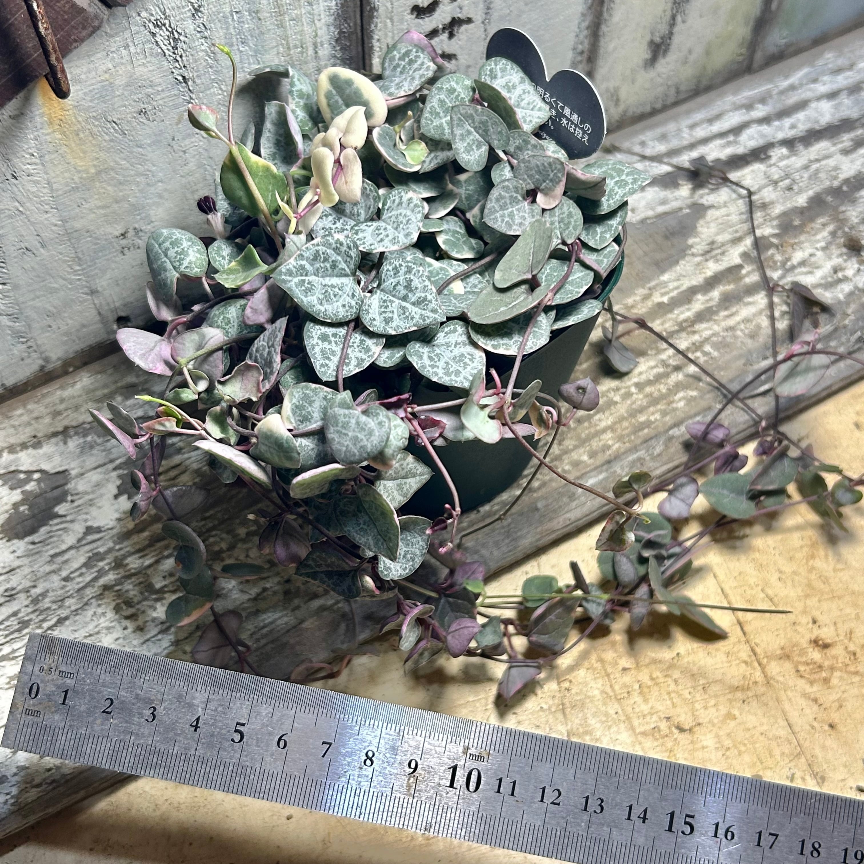 ハートカズラ 6.7.8 ハートカズラ