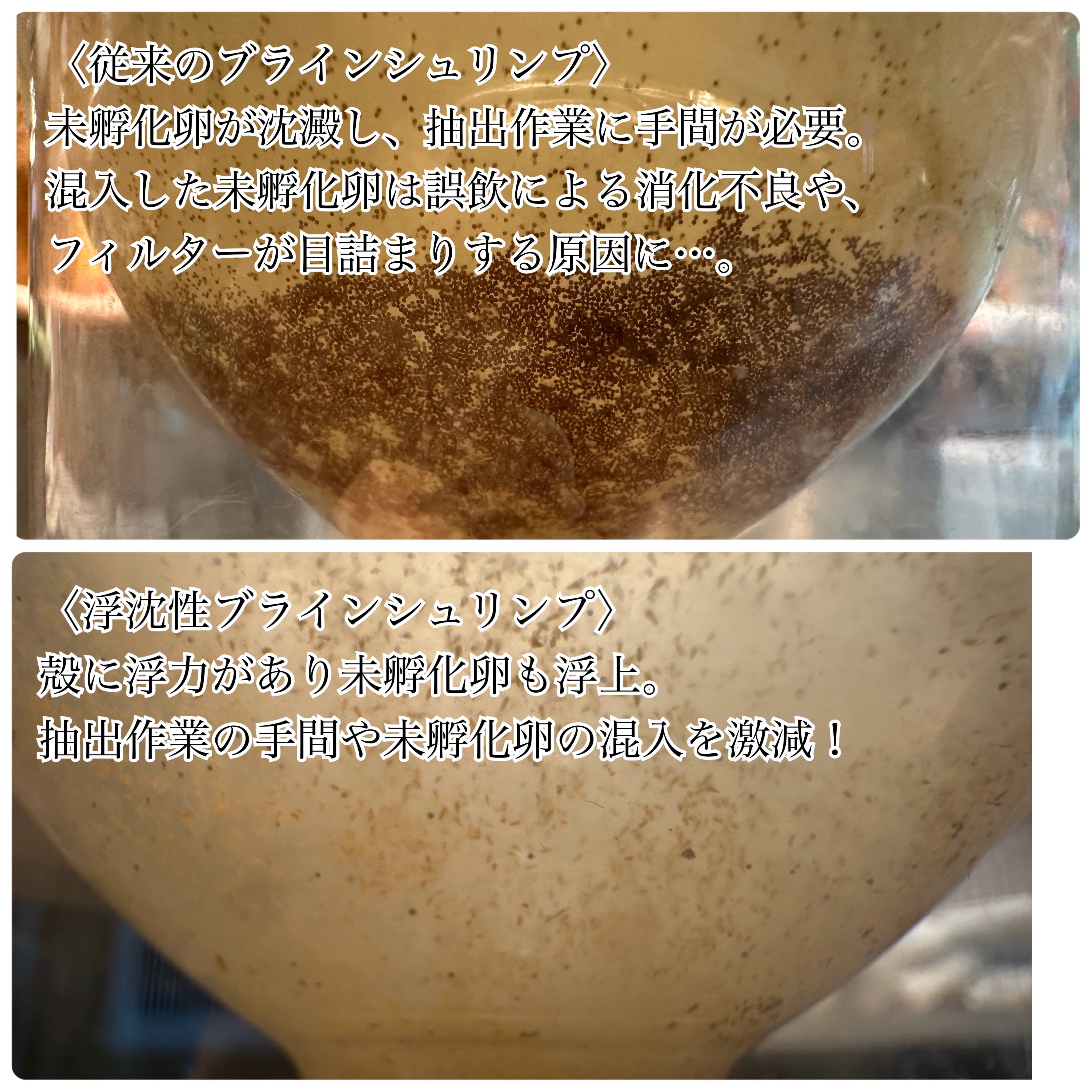 不沈性ブラインシュリンプエッグ 50グラム (送料無料) | 伊豆グッピー