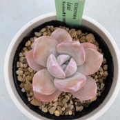 【現物商品】ECHEVERIA laui　原種 実生苗