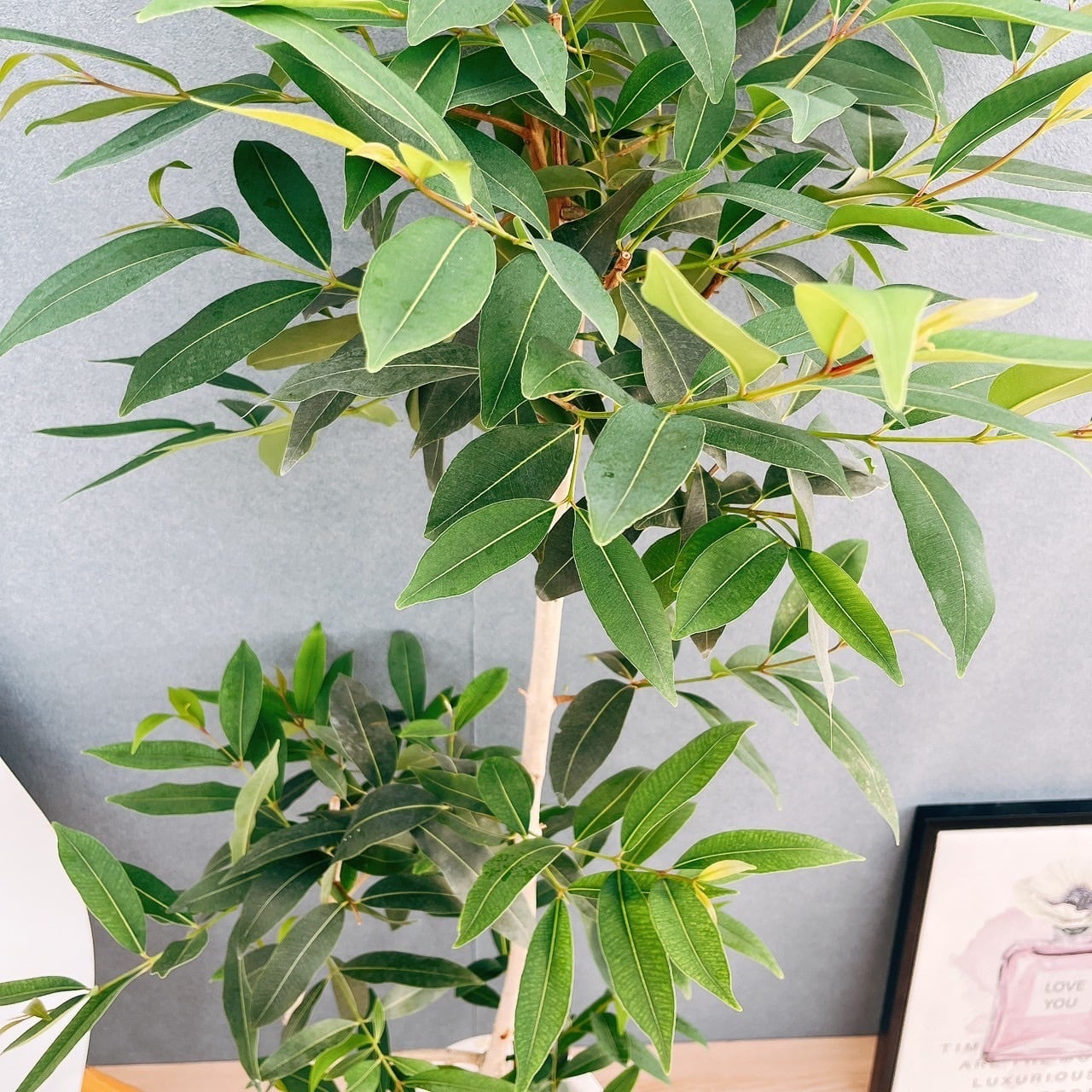 現品］【珍しい】70番 アマゾンオリーブ 8号 観葉植物 大型 室内
