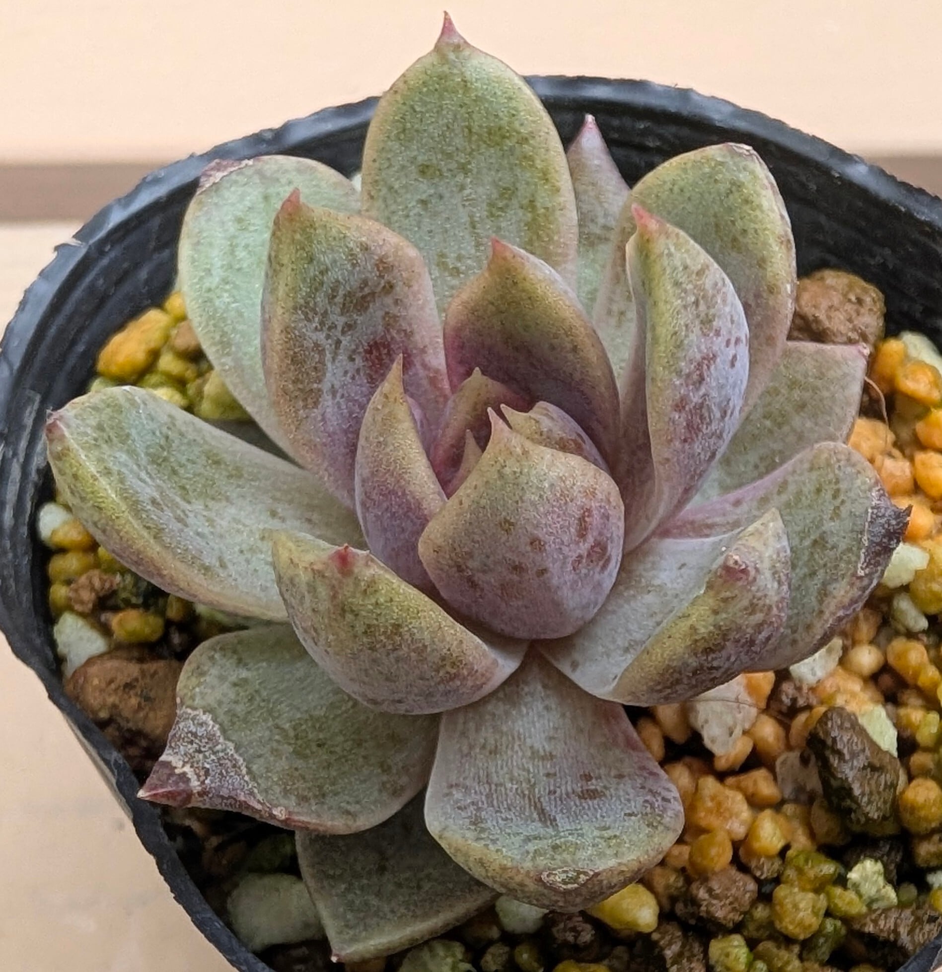 多肉植物 アエオニウム レア 孔雀白錦 美苗 #孔3 | PAY ID