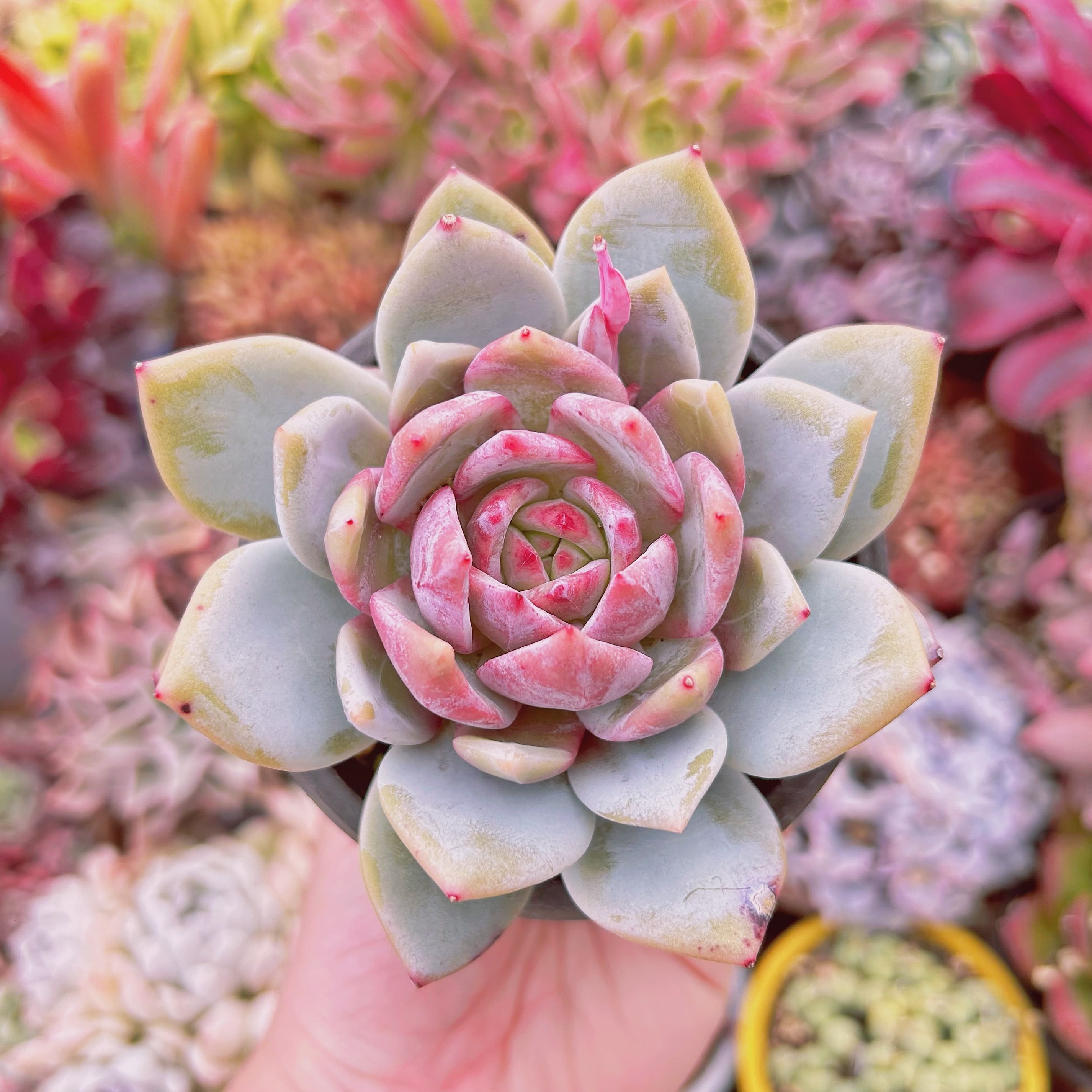 #056現物　多肉植物　Echeveria  ジャムアンジュ　特大苗