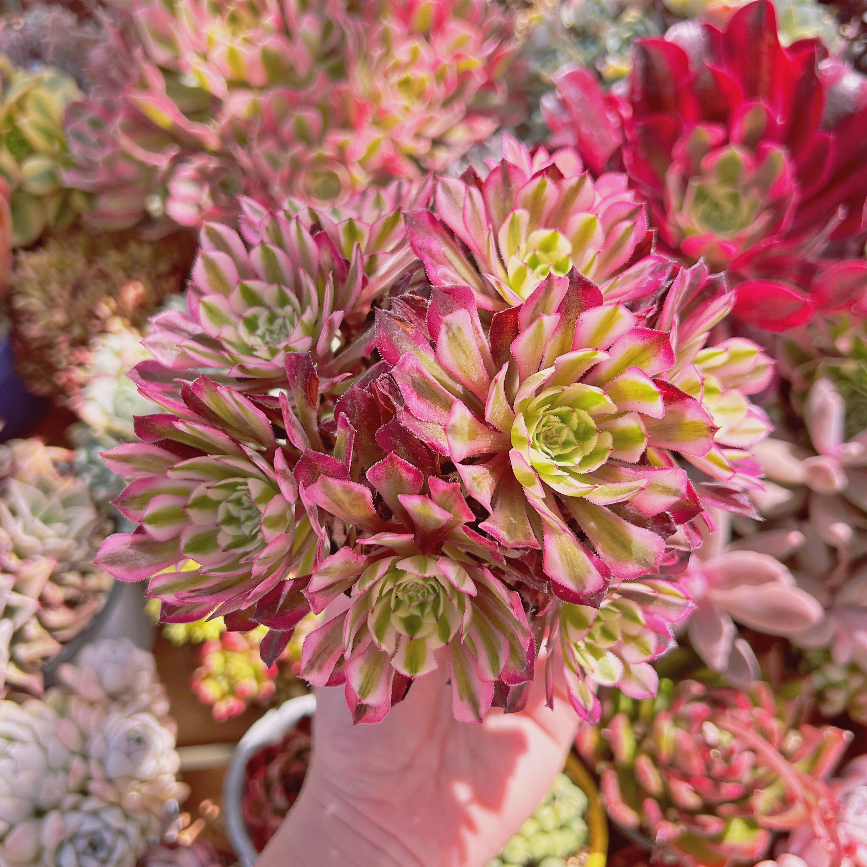 #274現物　多肉植物　Aeonium   ブラックチェリー　特大　抜き苗