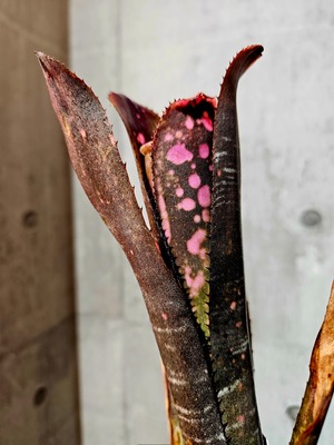 Bill.Incendiary delight 【artPLANTs/PLANTS GARAGE 】 ビルベルギア/Billbergia/タンクブロメリア