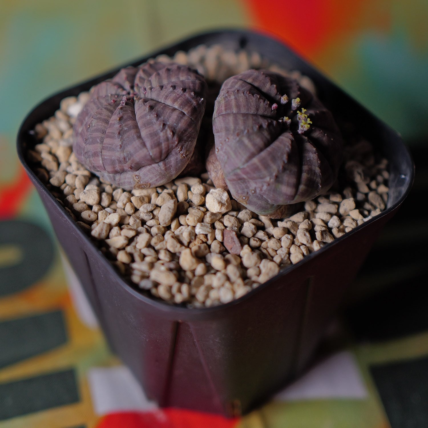 ダブルヘッド 扁平 オベサ / ユーフォルビア 木質化 | LIGHTHOUSE