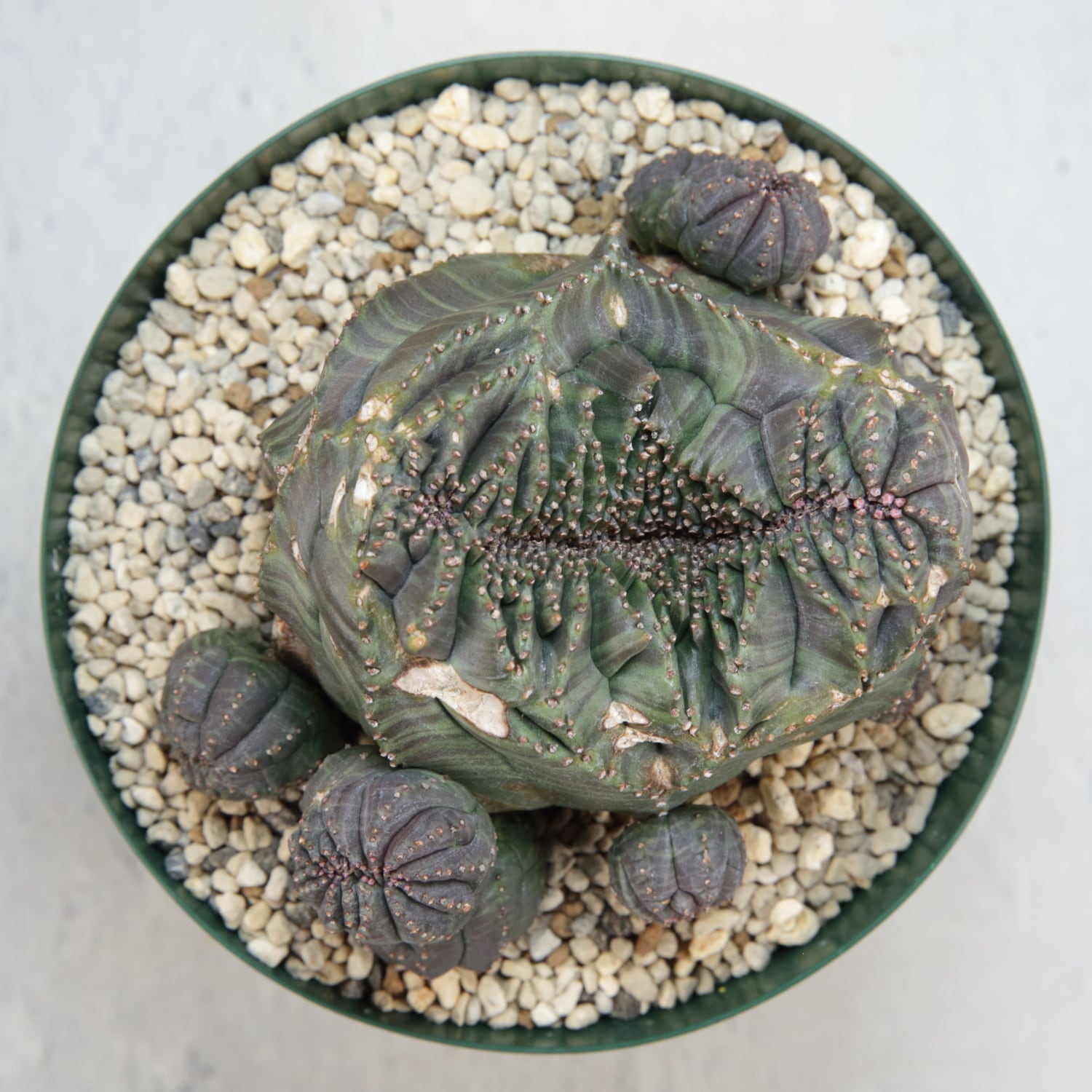 超厳選株】大株 親株 最大幅約 8cm 仔吹き 円扇綴化 オベサ