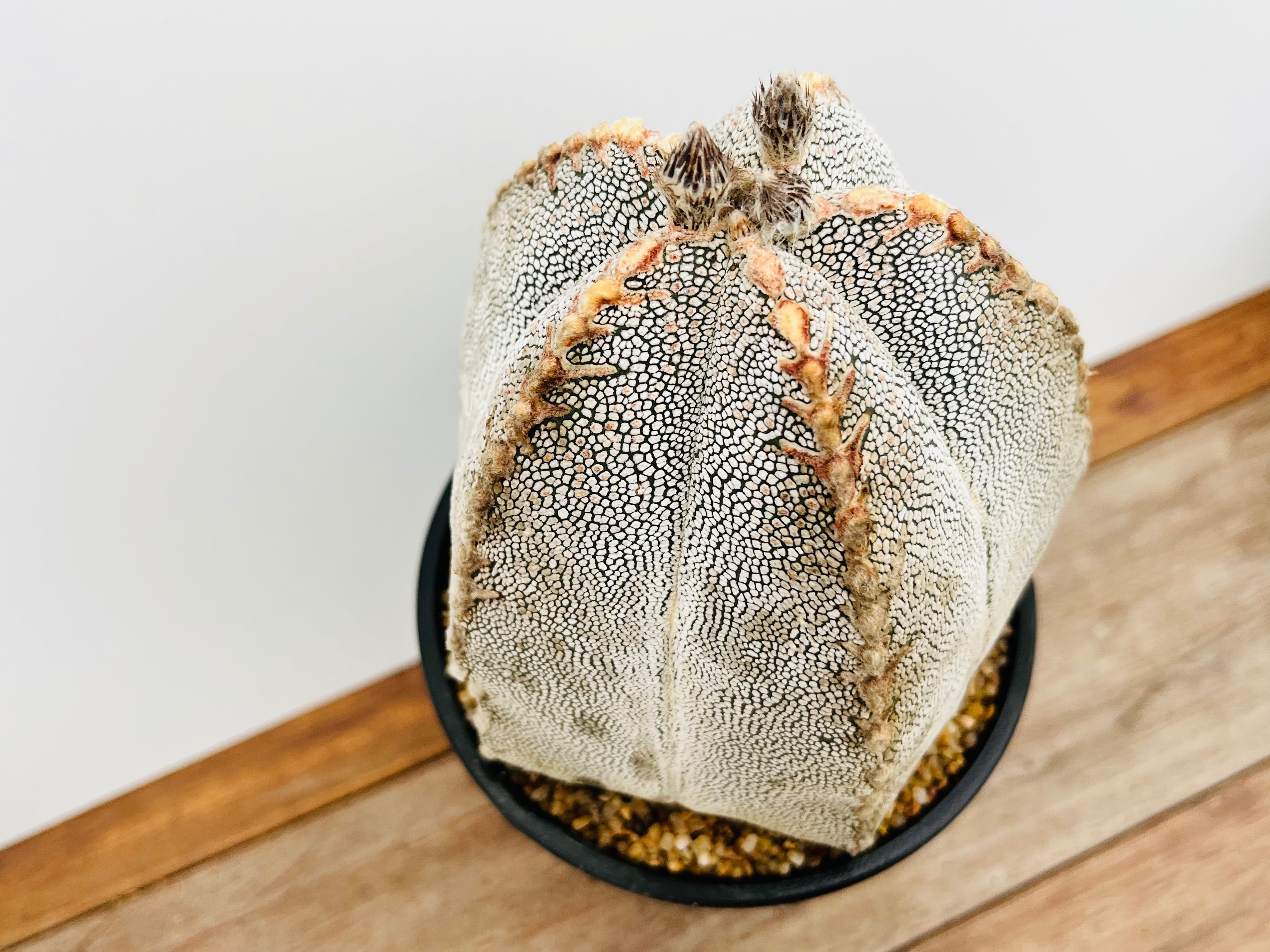 Astrophytum myriostigma アストロフィツム ランポー玉 恩塚鸞鳳玉