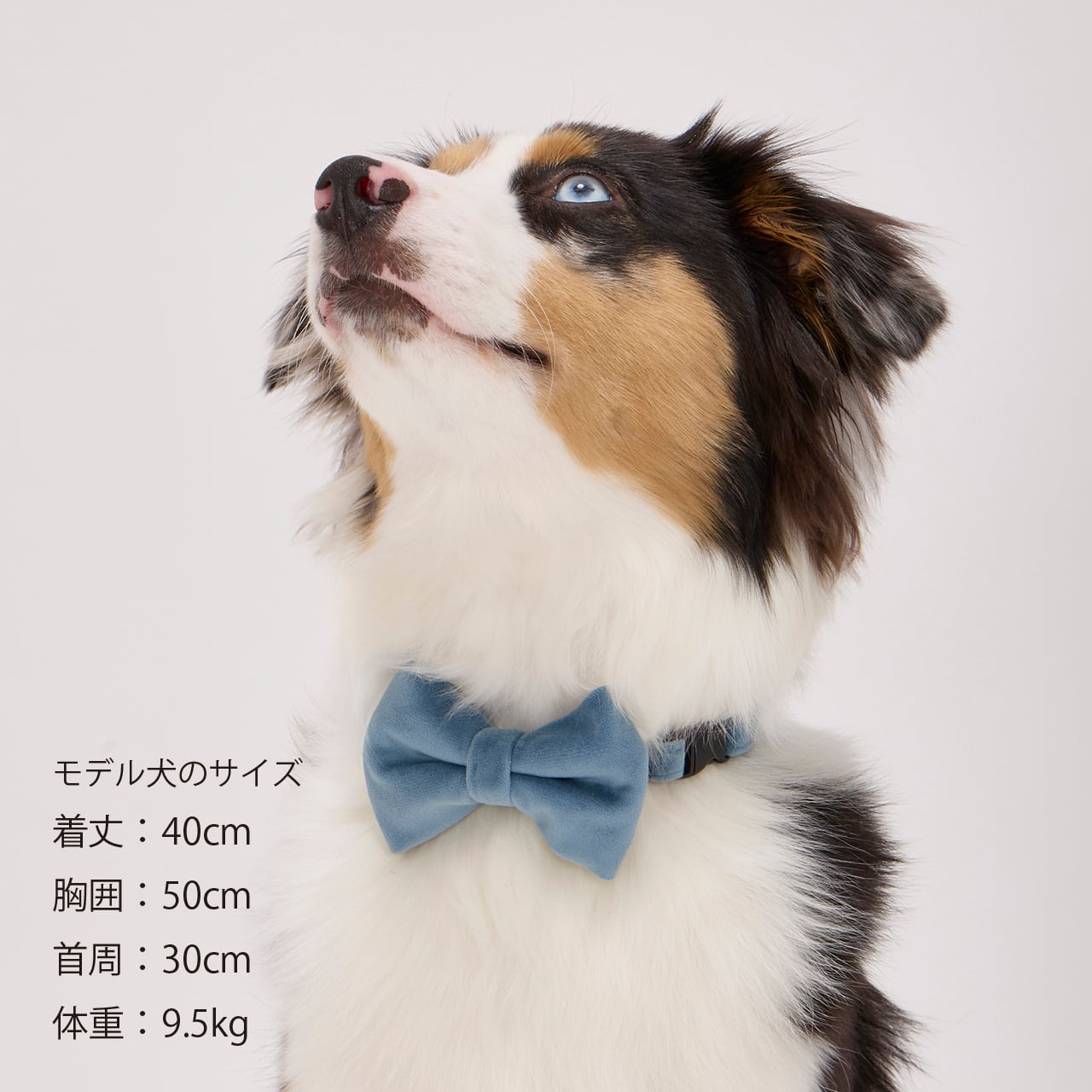 BOW TIE ボウタイ | MANDARINE BROTHERS マンダリンブラザーズ