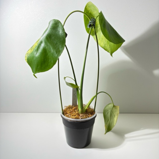 モンステラ　デリシオーサ　イエローマリリン　Monstera deliciosa Yellow Marilyn