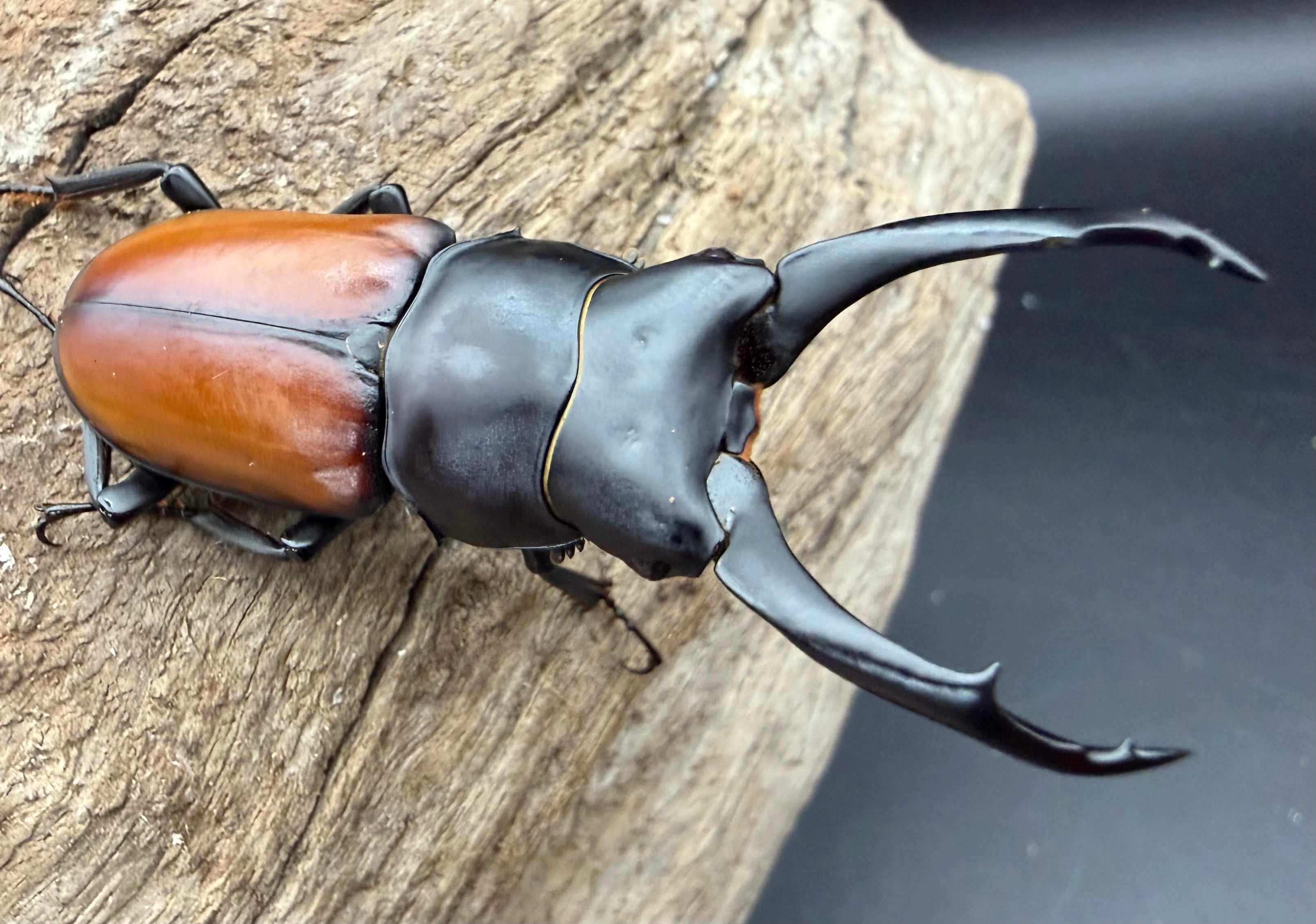 コクワガタの仲間 | KPW公式オンラインショップ