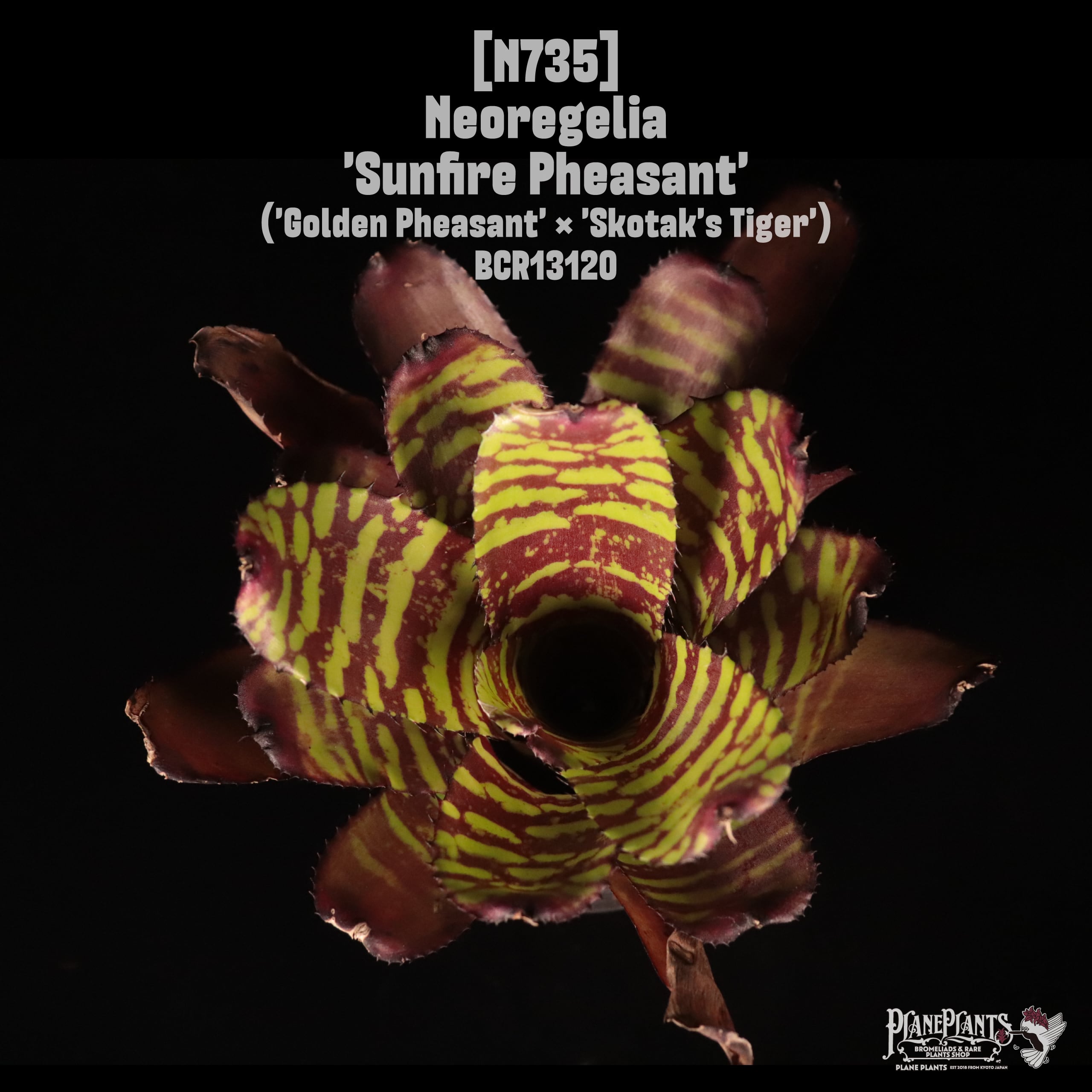 Neoregelia 'Sunfire Pheasant'〔ネオレゲリア〕N735