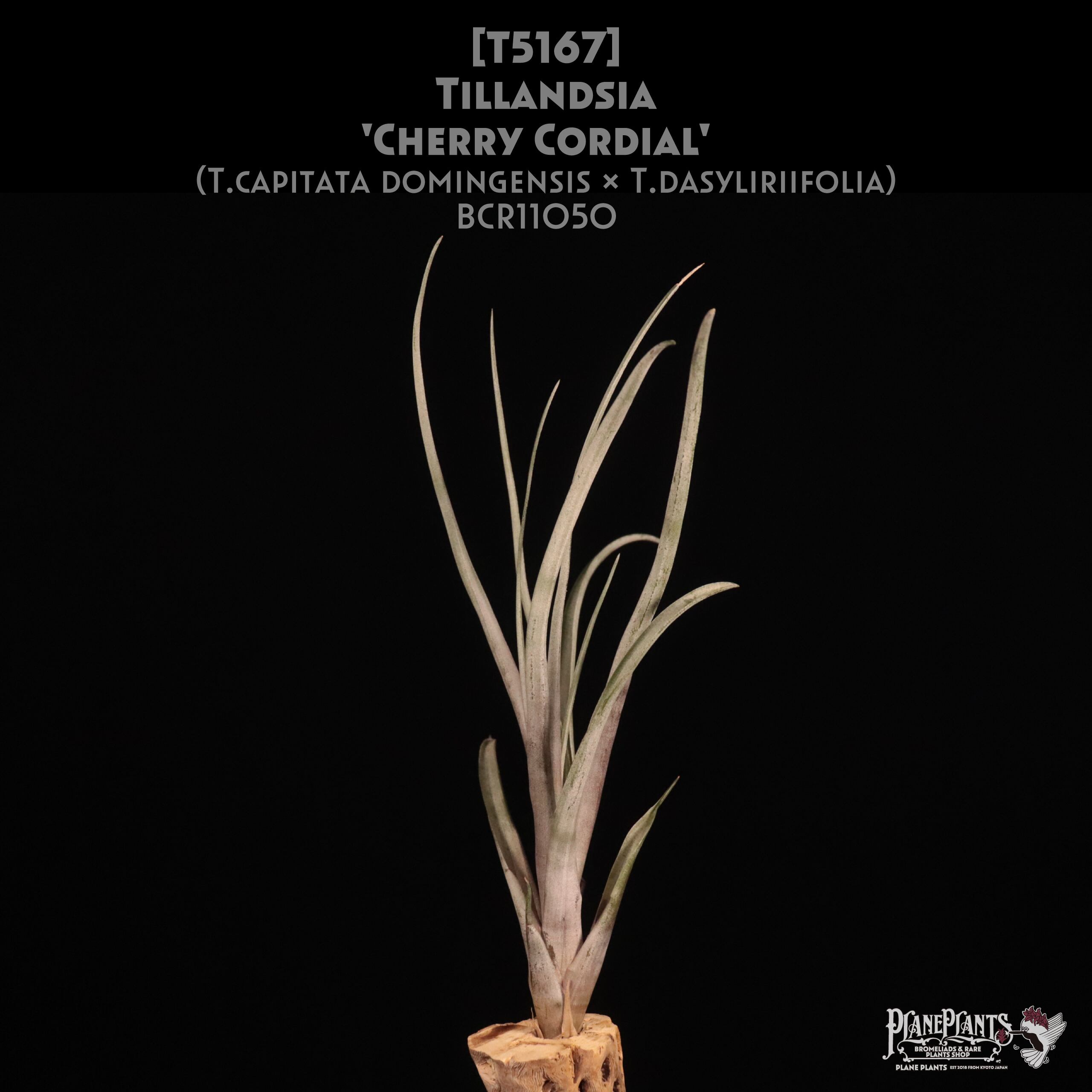 エアープランツ　ペイラノイ T.peiranoi | 【Good Field】エアープランツ専門店