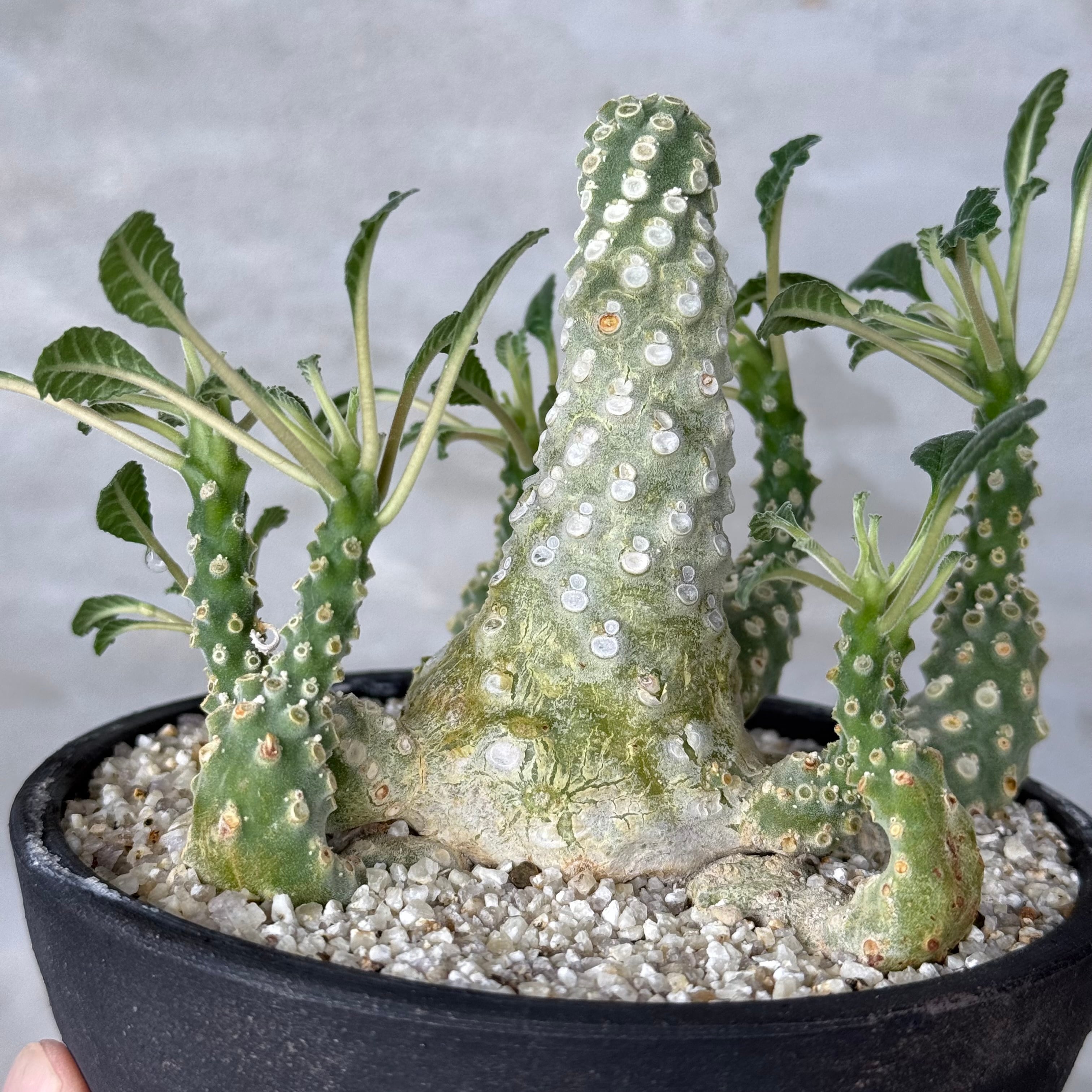 ドルステニア ラブラニー 塊根植物 人気作家鉢:後藤瑞葉 植物 ×鉢】ドルステニア ラブラニー × 陶器鉢 Dorstenia lavrani | A