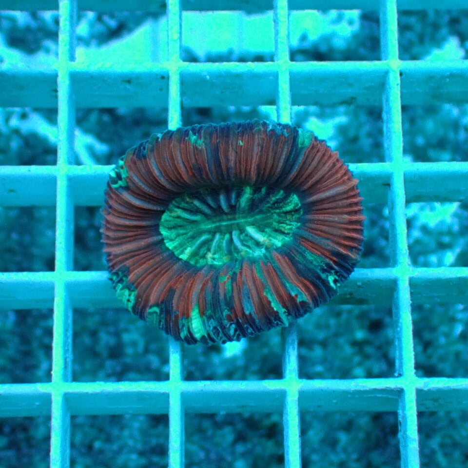 hiro2755 オオバナサンゴ、ブレインコーラル ハナガササンゴフラグたっぷり作成！インドネシア産オオバナサンゴ