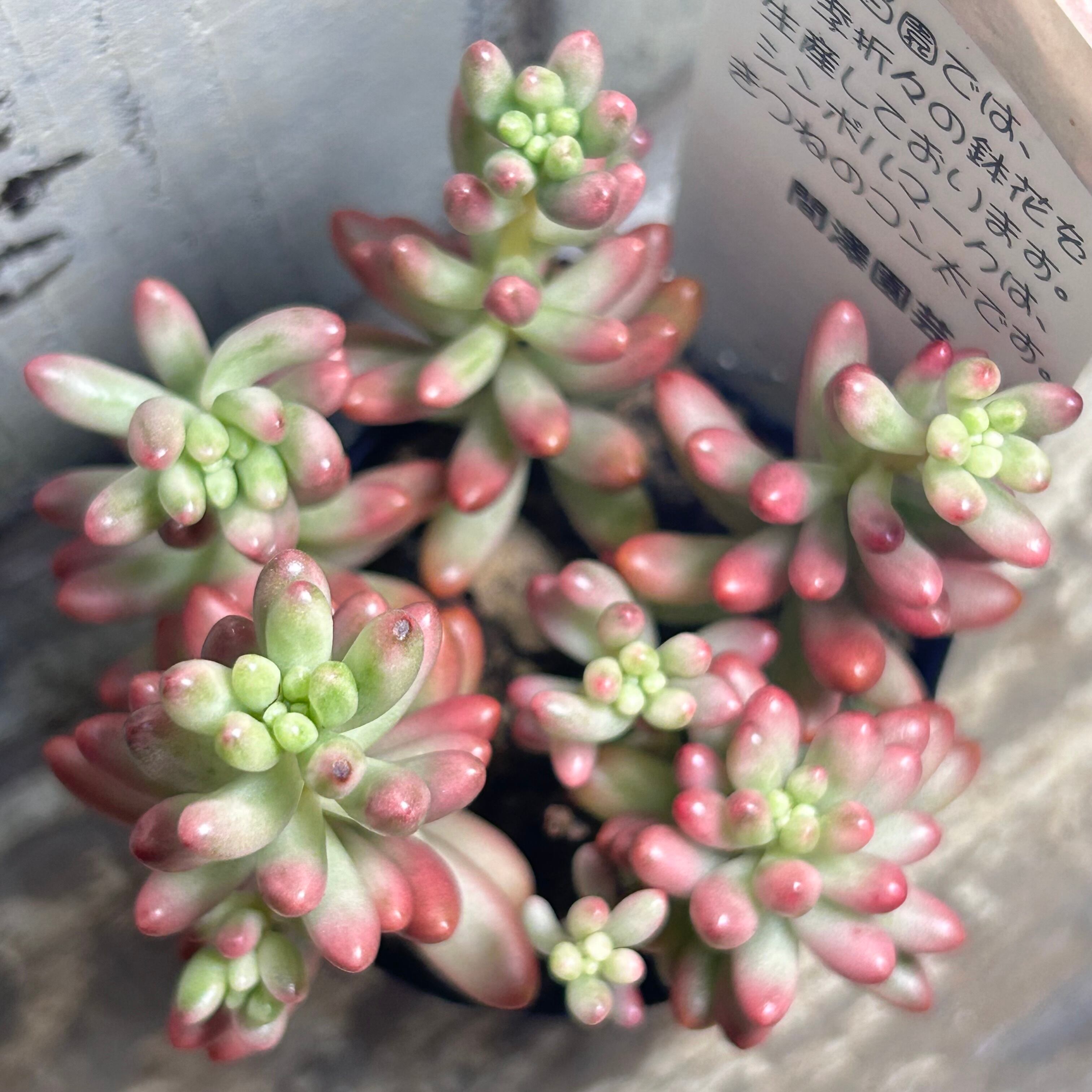 オーロラ | RuPo 多肉植物専門店