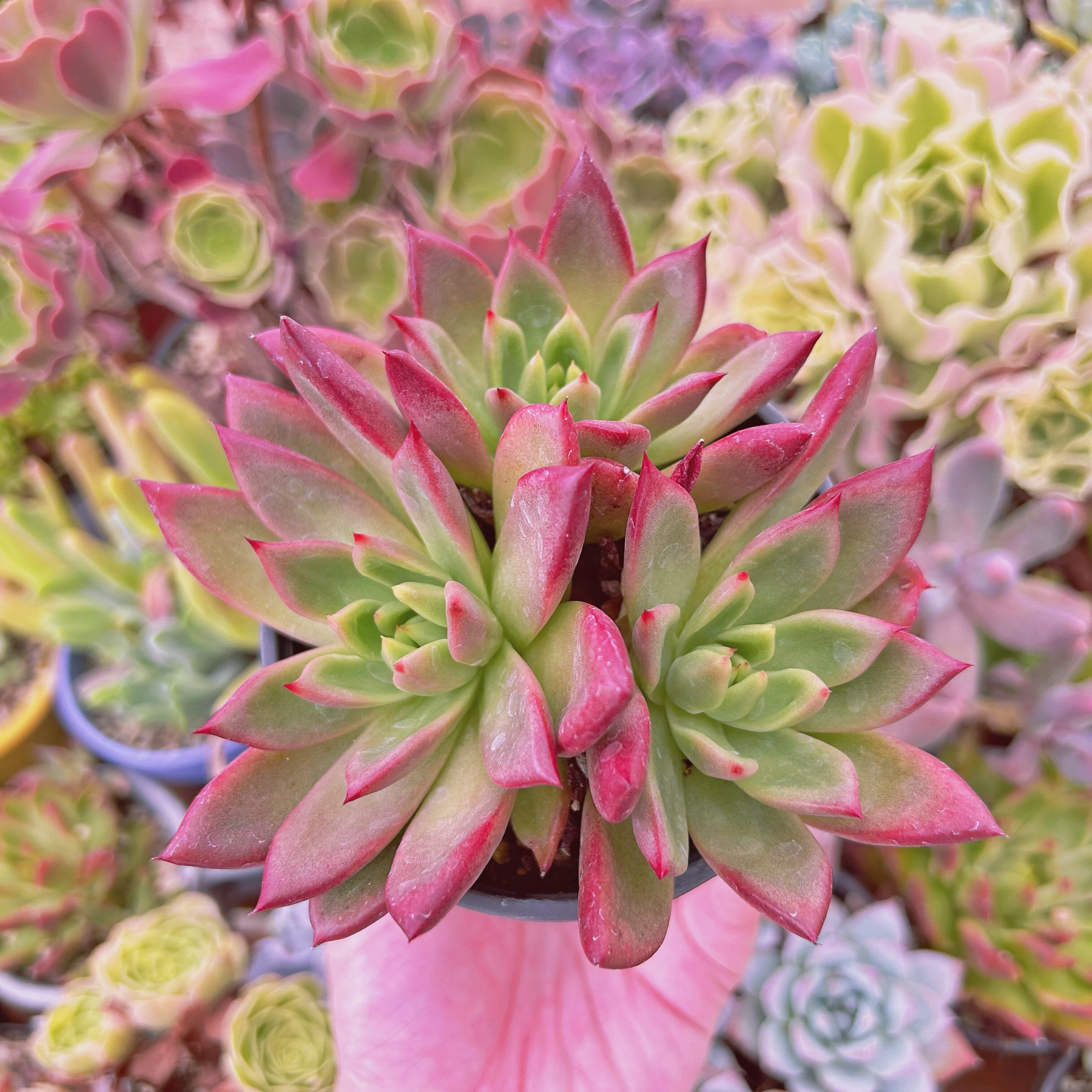 現物　多肉植物   プラトニック　大群生　抜き苗