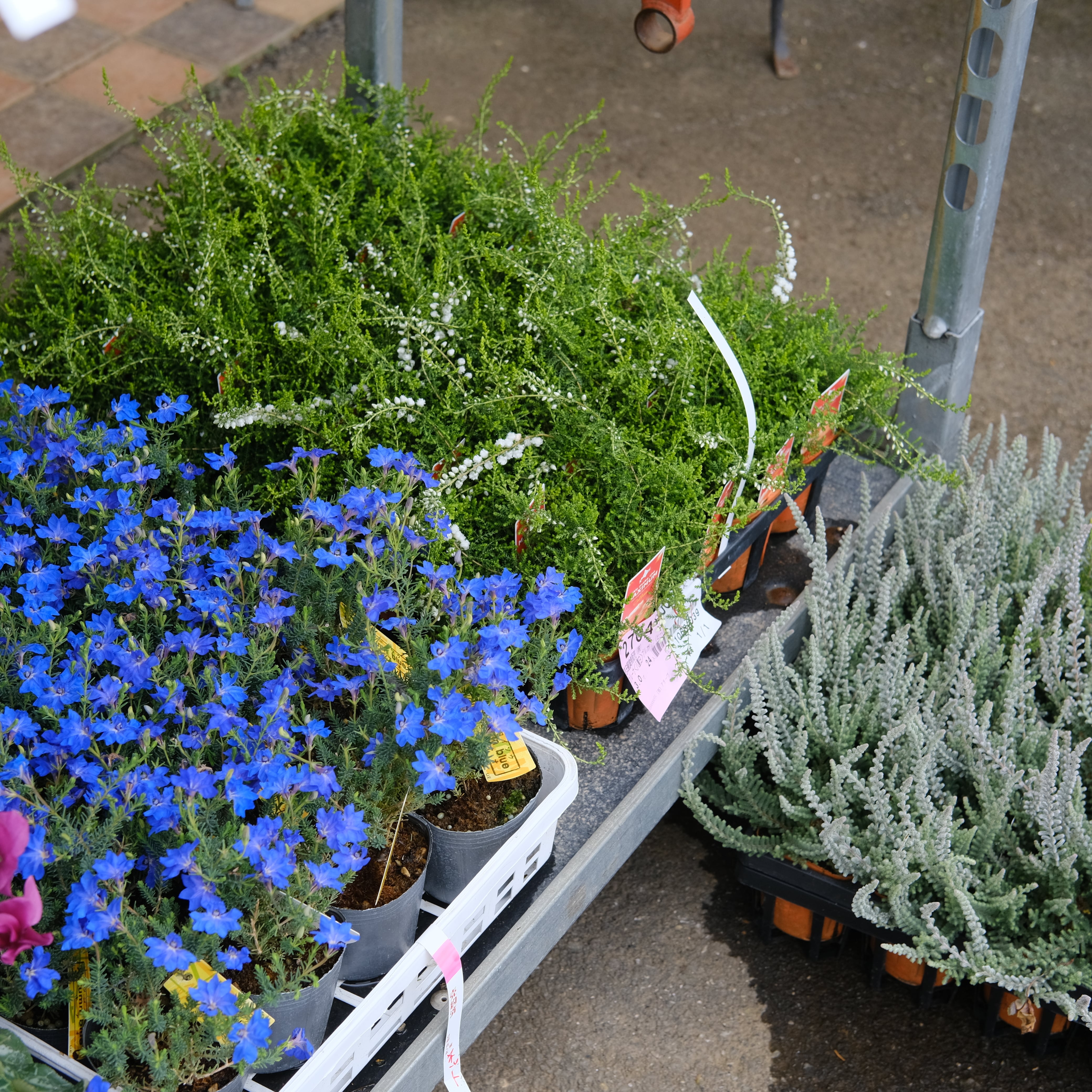 初恋草《 秋青（アキアオ） 》3号鉢 | グリーンギャラリーガーデンズ