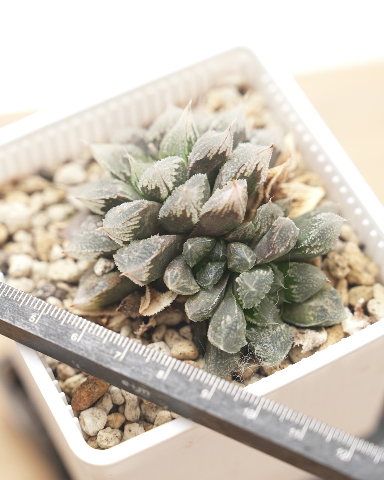【PREMIUM】 【鉢付き】 ハオルチア 白帝城 長期LED育成株 Haworthia 'Hakuteijyo'