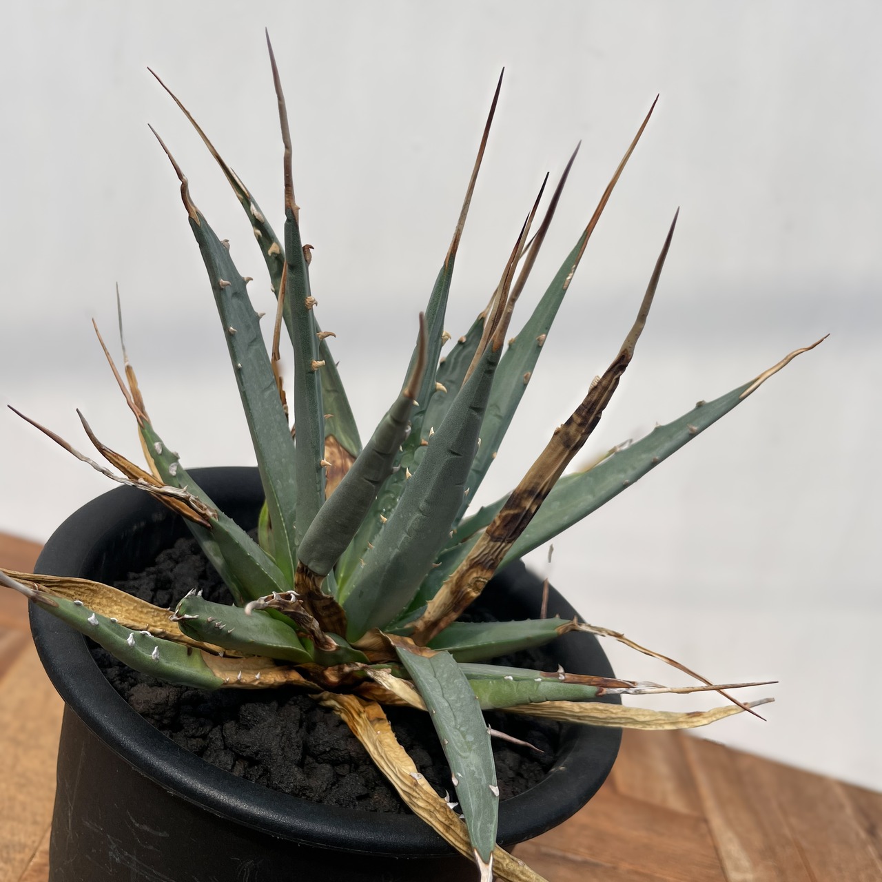 Agave utahensis var. eborispina 【アガベ・ユタエンシス・エボリスピナ】