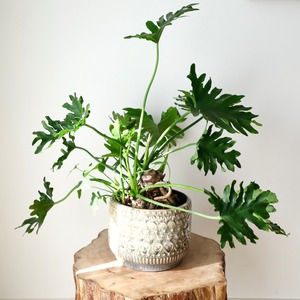 セローム 根上り/Philodendron selloum　※陶器鉢カバー付き