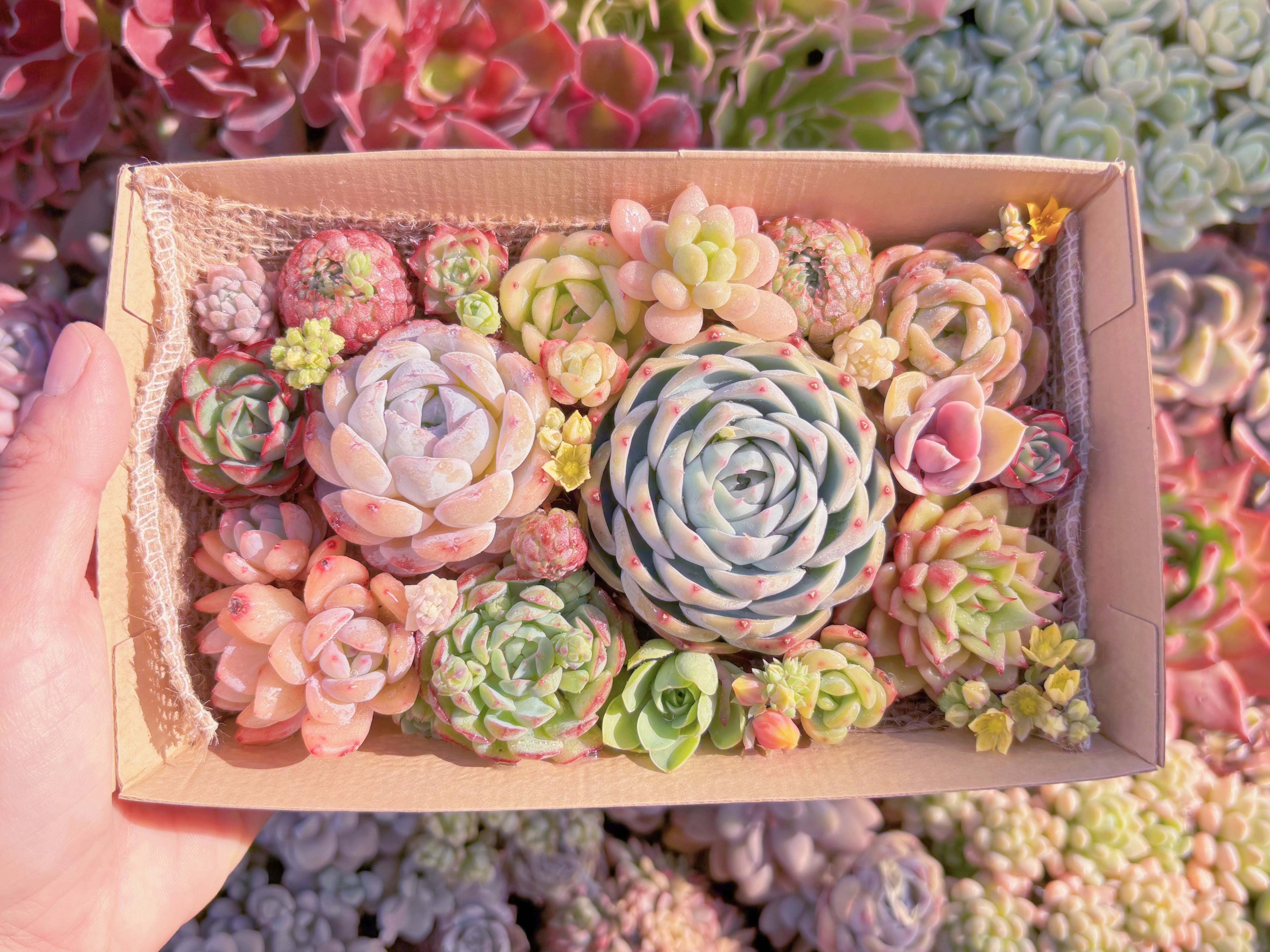 現品　寄せ植えセット#1162　12cmx20cm　るる農園