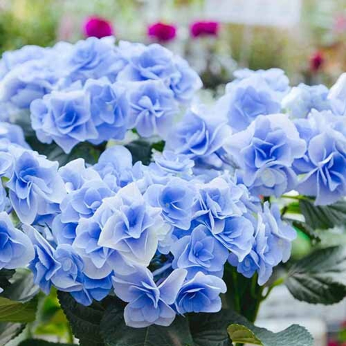 JFS 最優秀賞 受賞 あじさい フェアリーアイ ブルー アジサイ 紫陽花 5 