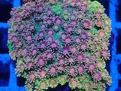 Goniopora FromMakassar