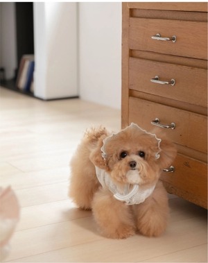 予約【Todley】Petite Bear Sleeveless（White）