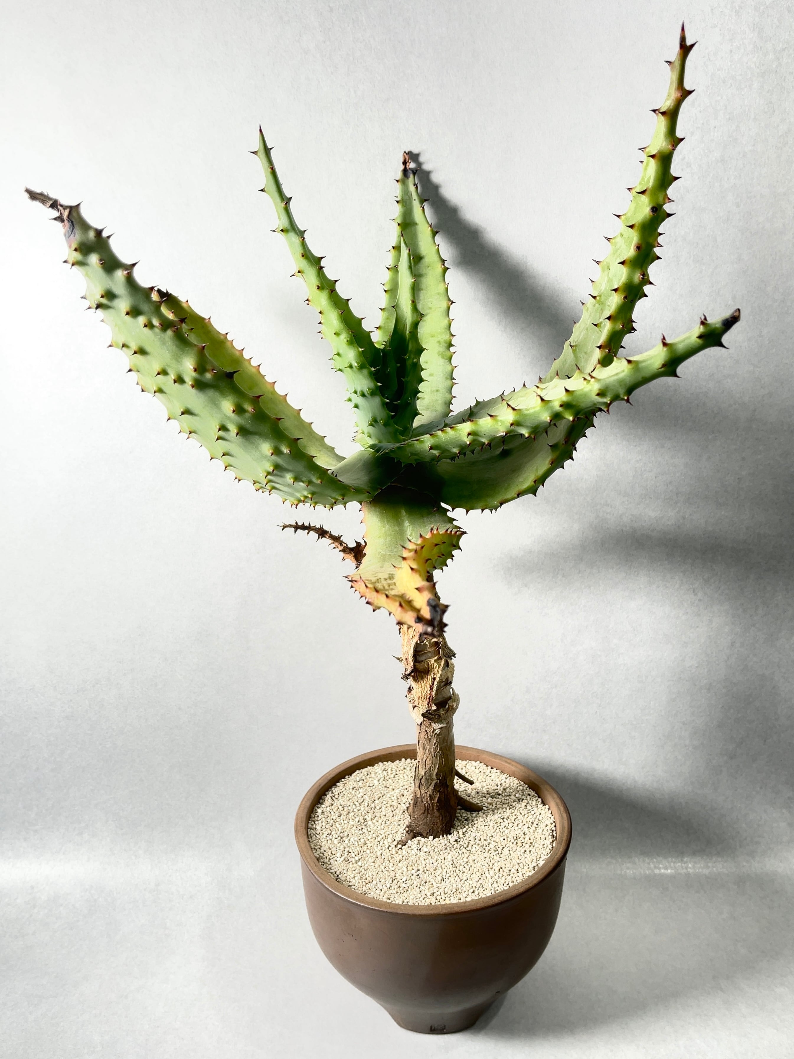 アロエ・マルロシー・大 アロエ・マルロシー | trigger