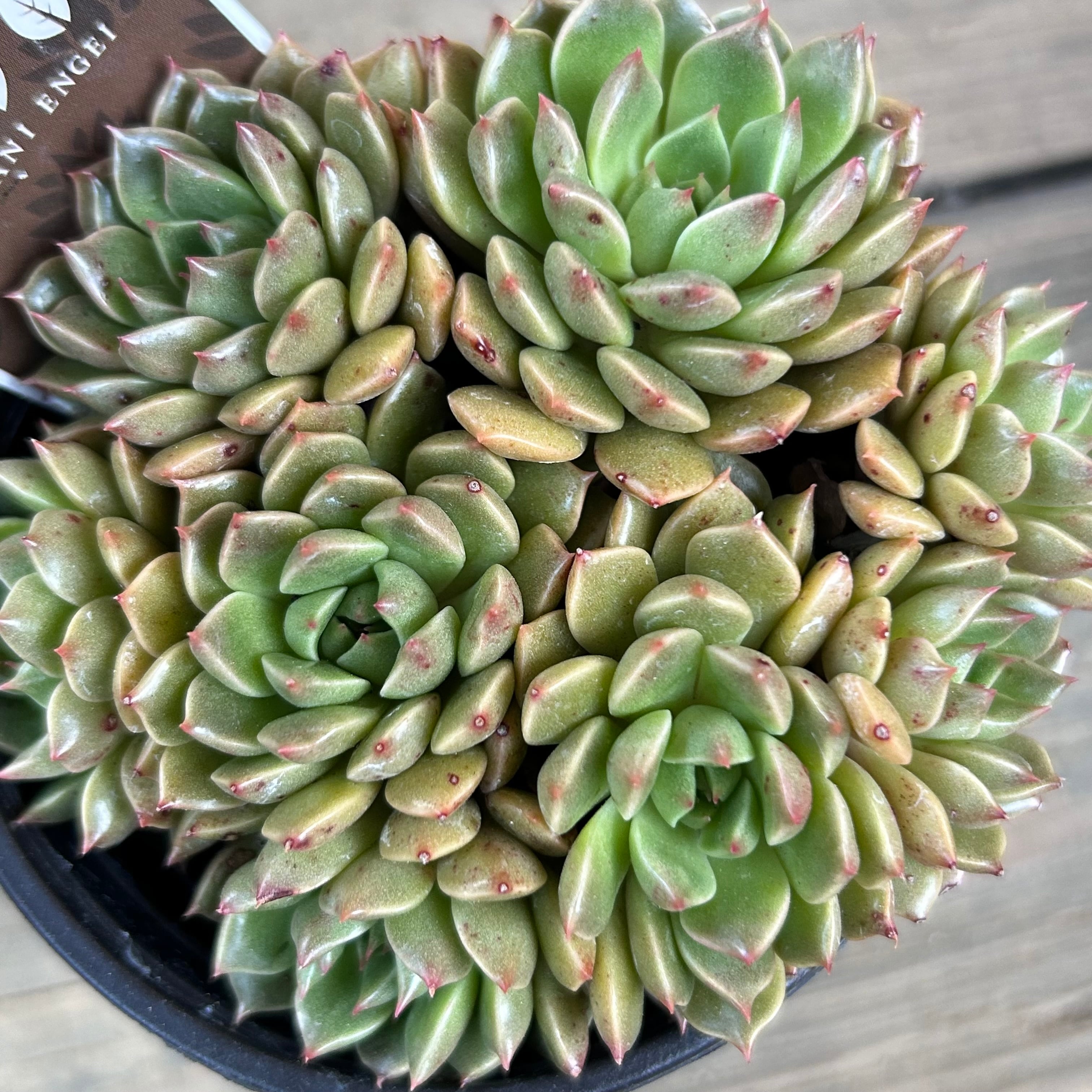 オリビア群生 | RuPo 多肉植物専門店