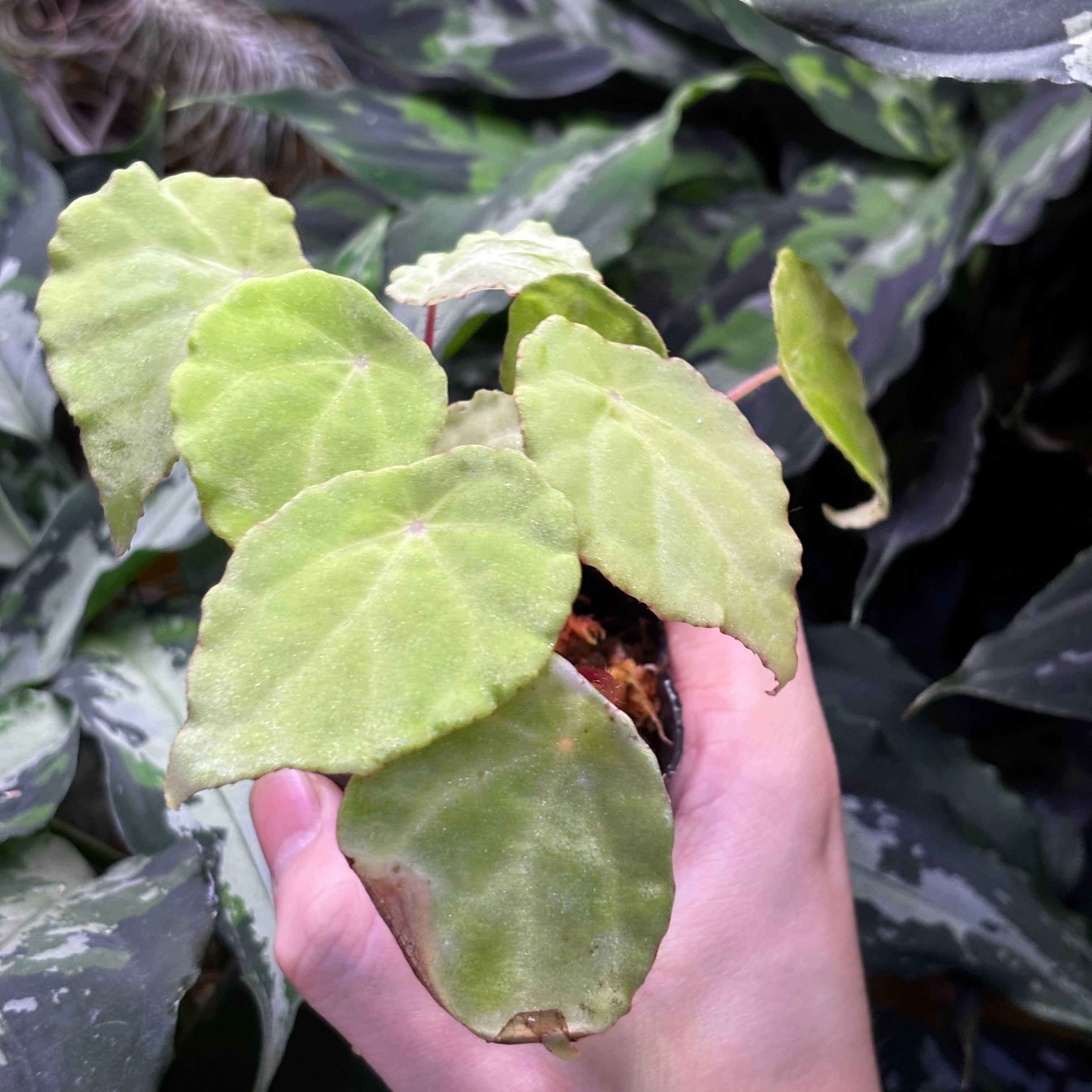Begonia sp. Gabon 原種ベゴニア | 熱帯雨林植物専門店 トイ吉園芸