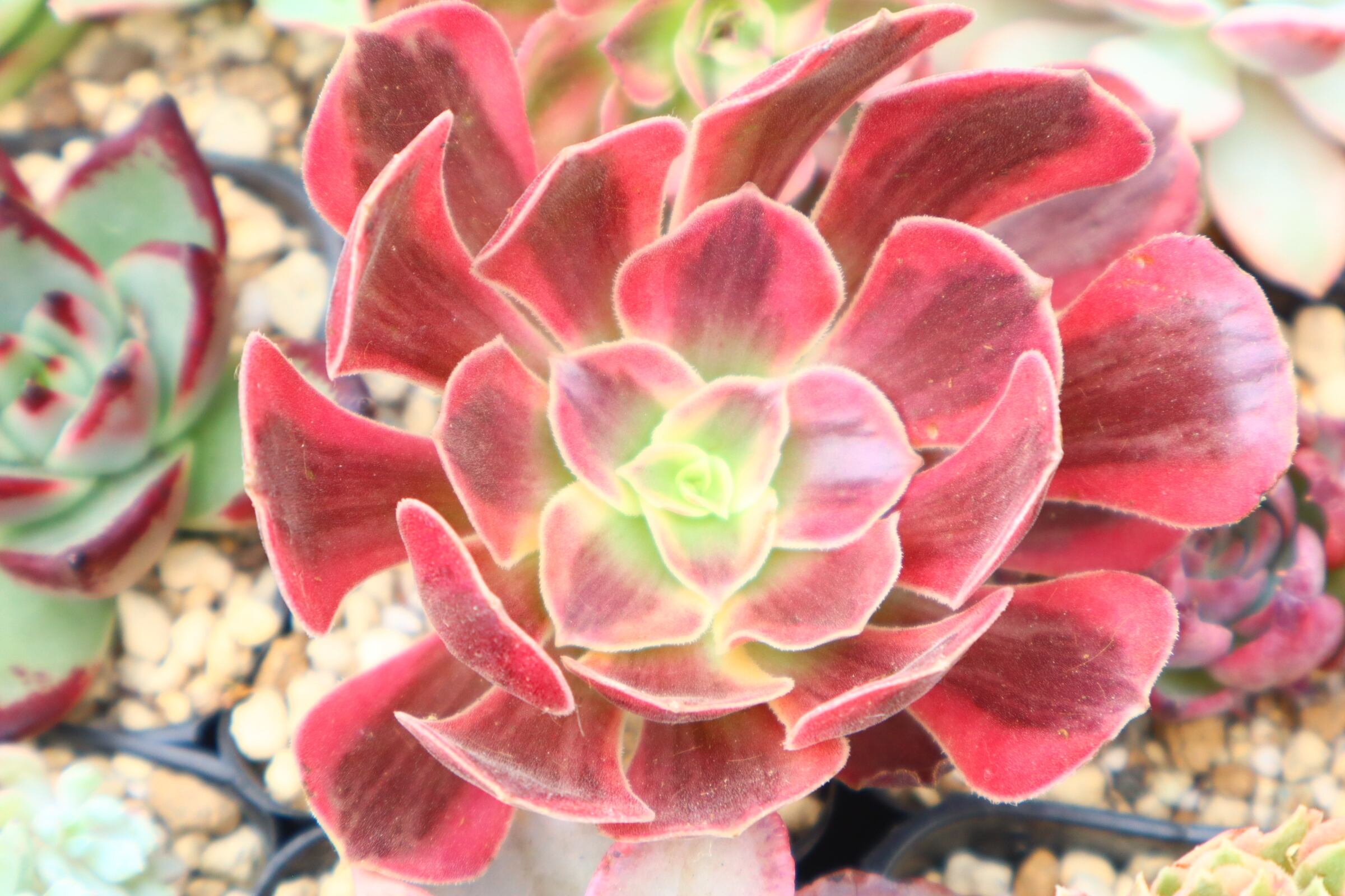 763.アエオニウム・Leopard Medusa | 二代目大和高原の多肉屋