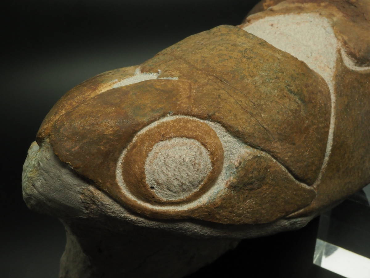 鑑定書 ダンクルオステウス 化石 甲冑魚 モロッコ産 歯 三葉虫 恐竜 1150 72e948909f50d5becdae3adc5e1d74