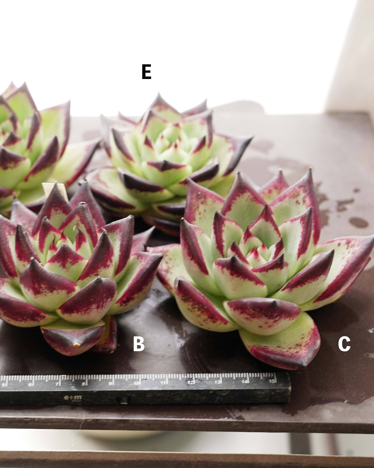 カット苗 エボニー Echeveria agavoides 'Evony'