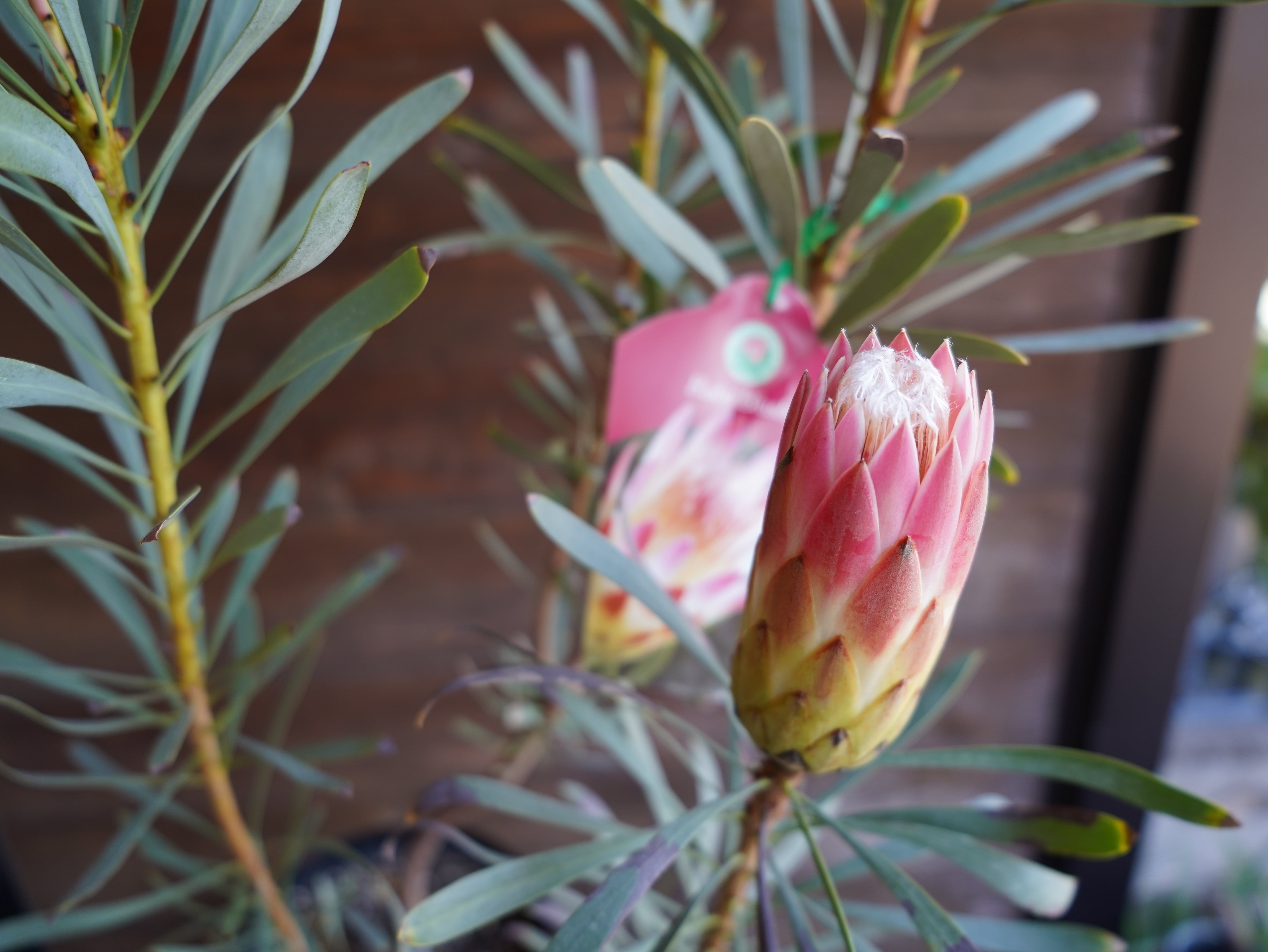 【現物】プロテア　”ルビーブラッシュ”　A