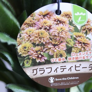 ルドベキア　サンベッキア　グラフィティピーチ｜ローメンテナンス　夏中咲く　お花
