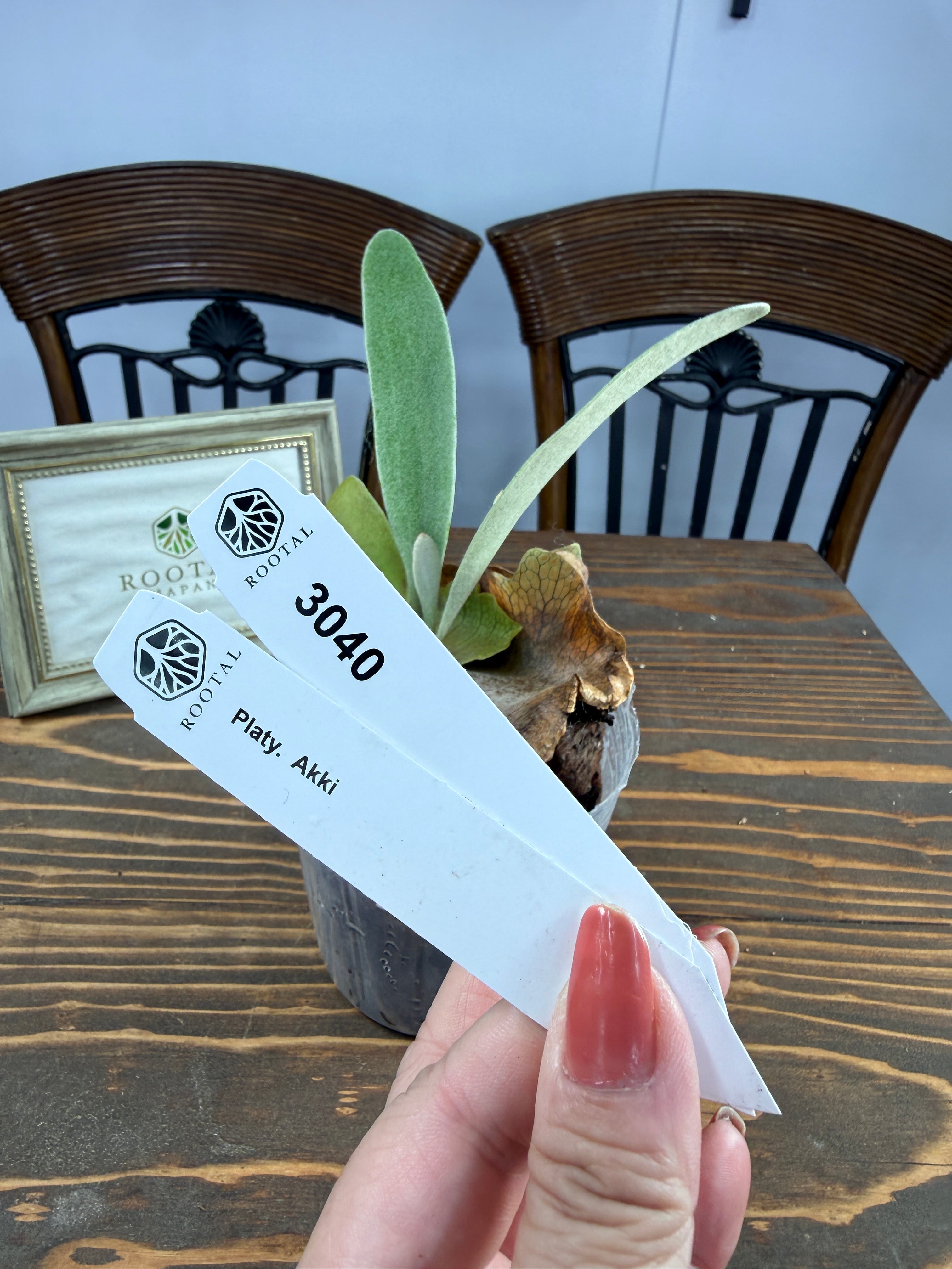 交配種 | ROOTALPLANTS