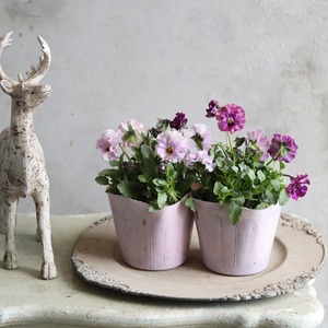 ビオラ　ティアード（ピンク系）冬から春にオススメのお花　よく咲く　シャビーシックにおすすめ